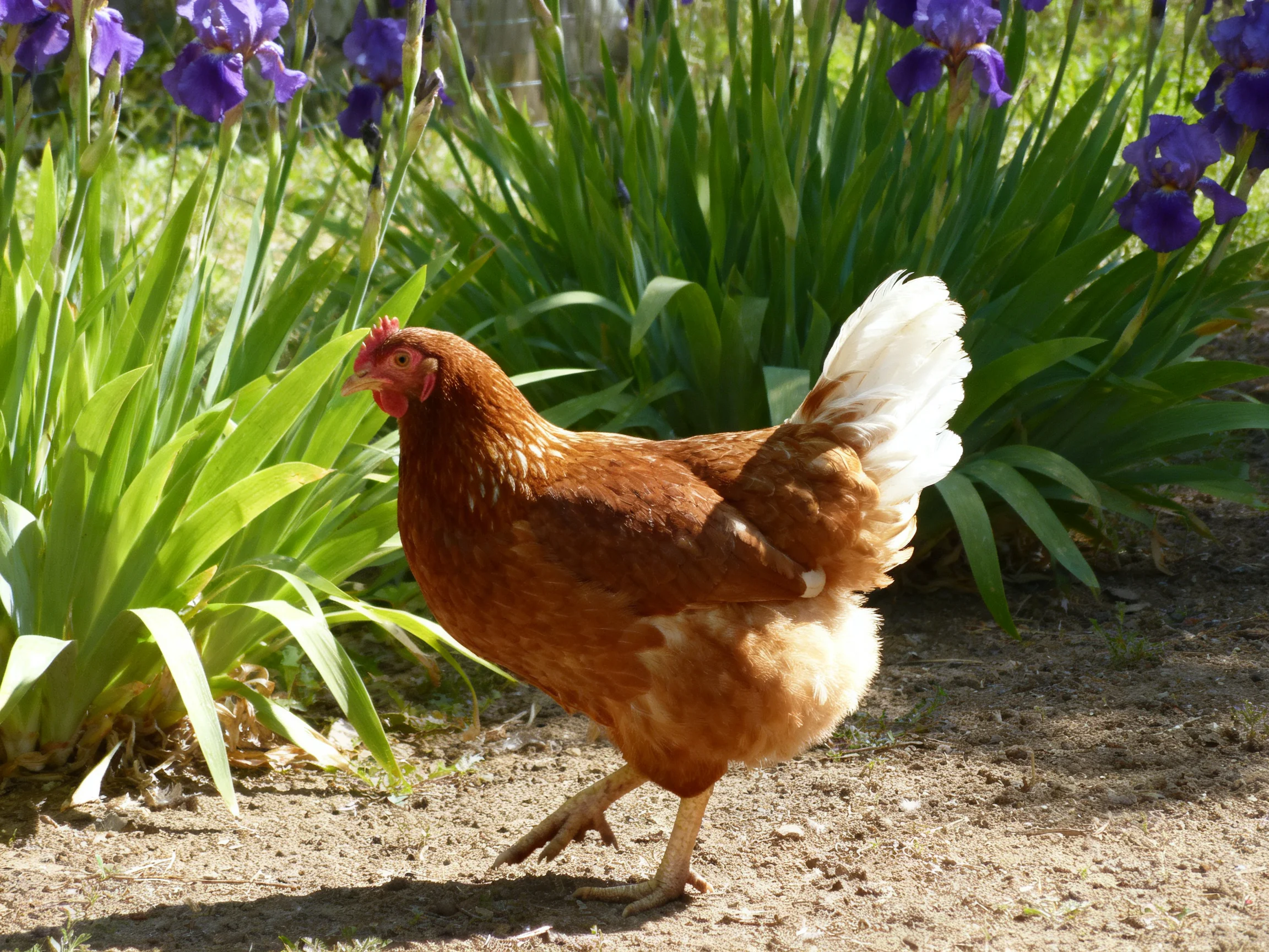 A brown hen walks near vibrant purple irises and lush green foliage