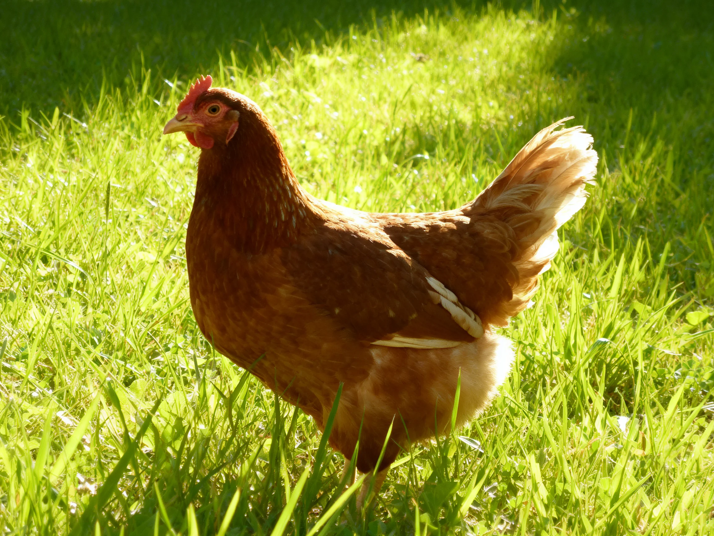 A brown hen with a fluffy tail stands in lush green grass under sunlight