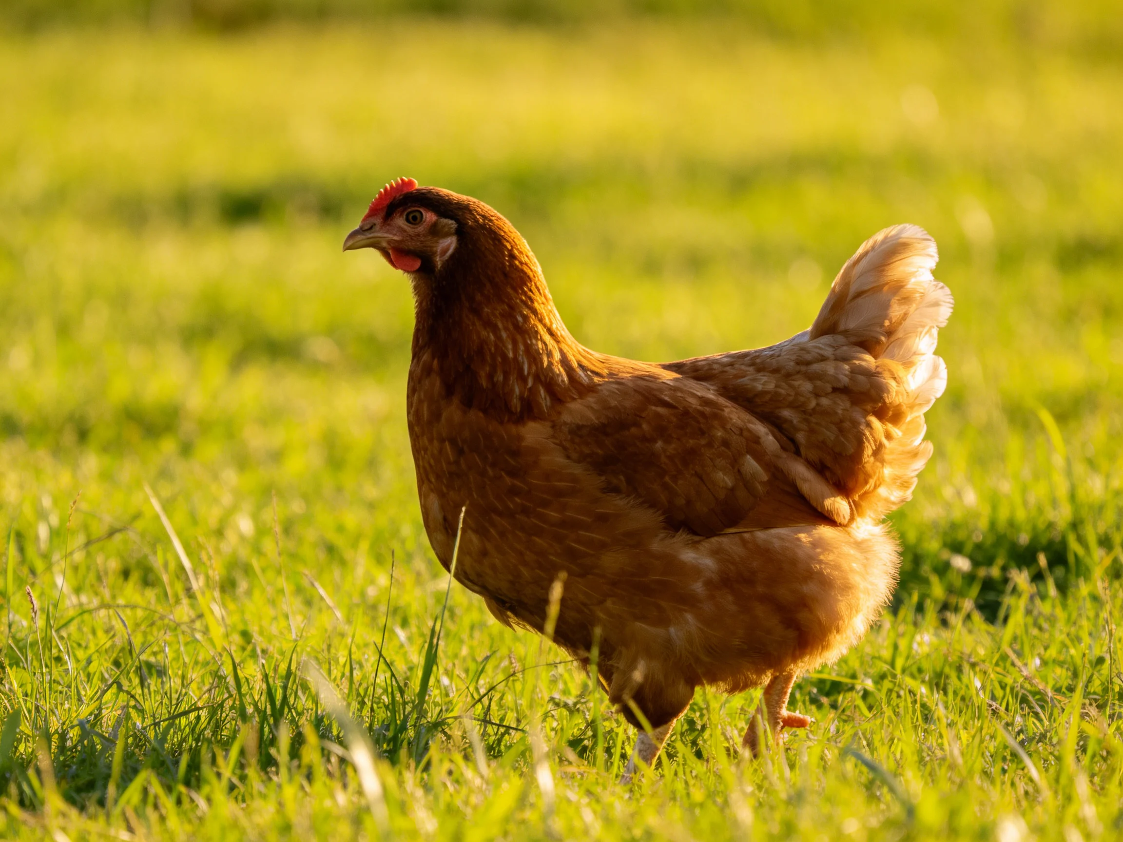 A brown hen with a red comb roams in sunlit green grass