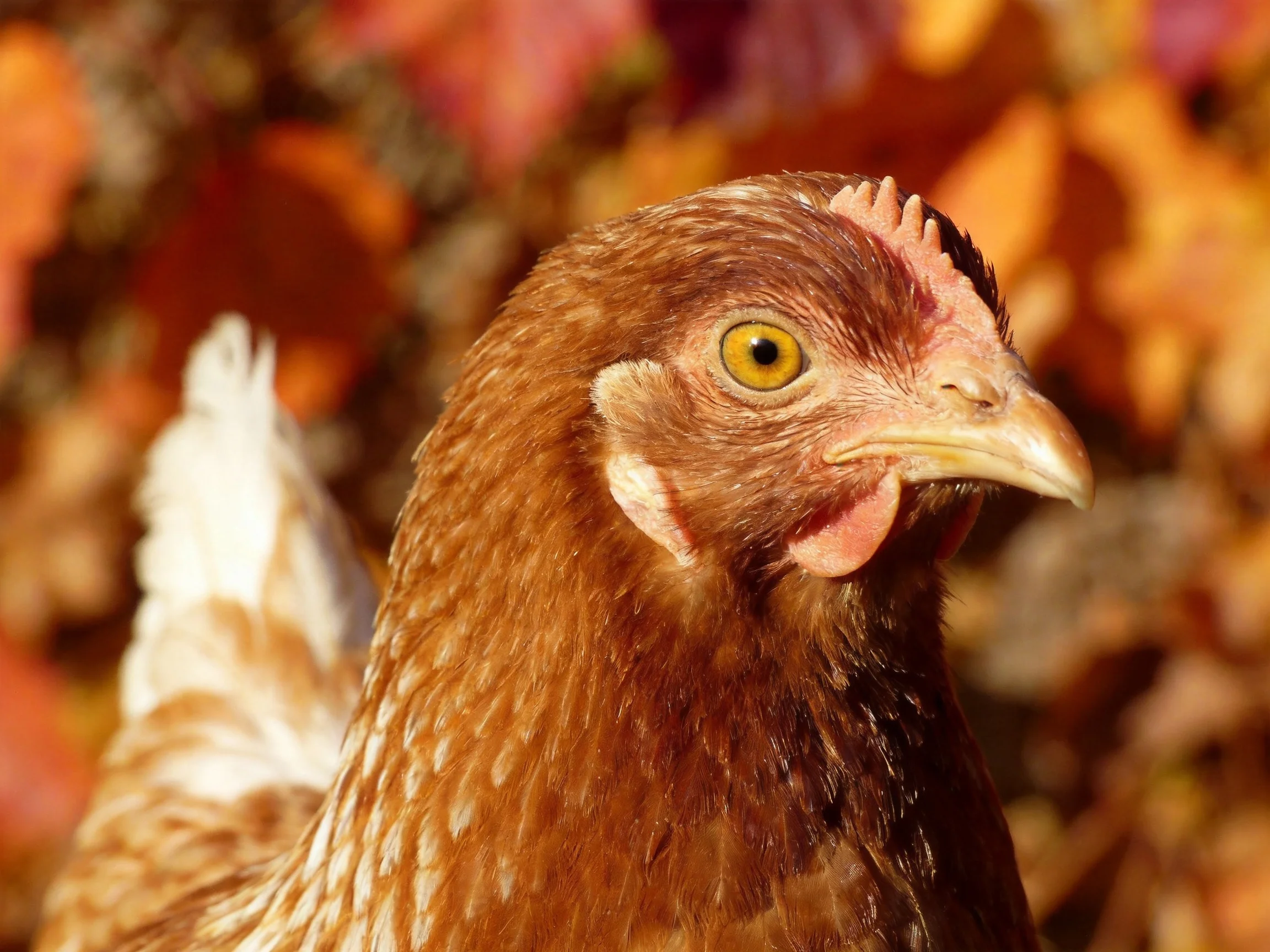 A brown hen with golden eyes amidst autumn foliage