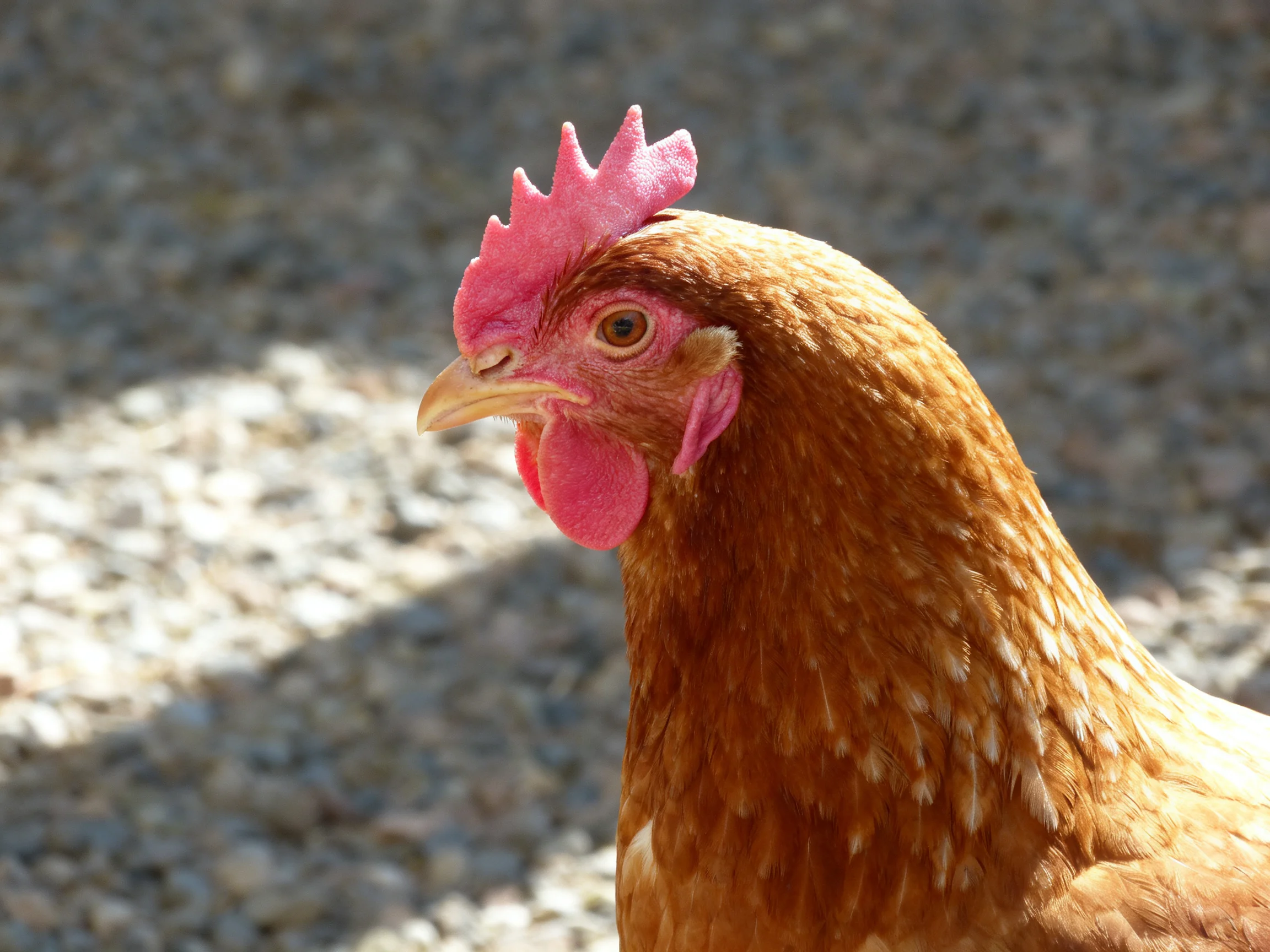 A brown hen with pink comb and wattles on gravel surface
