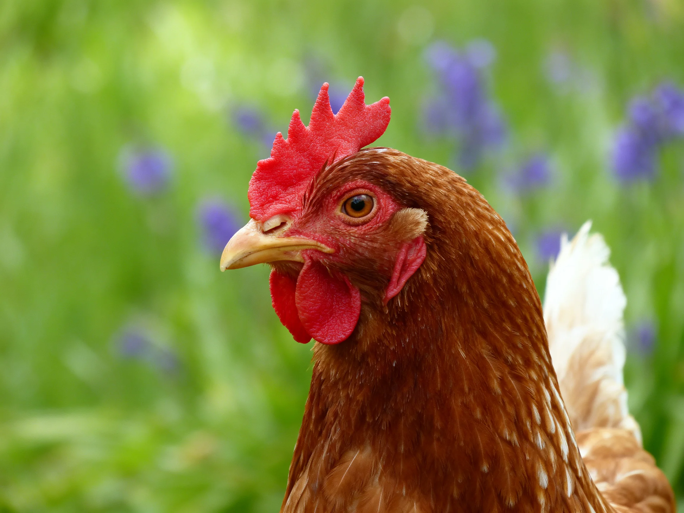 A brown hen with a red comb is in a green area with purple flowers.