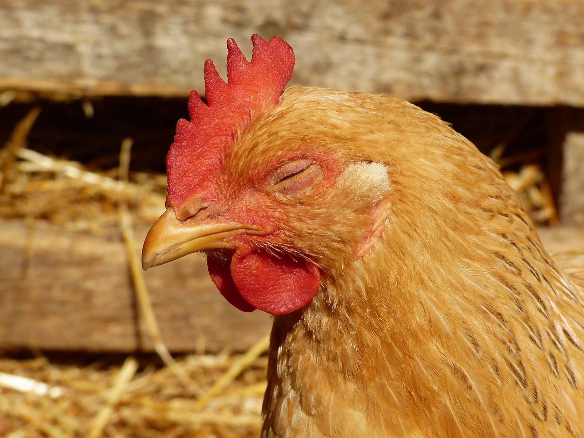 A brown hen with red comb resting near wooden structure