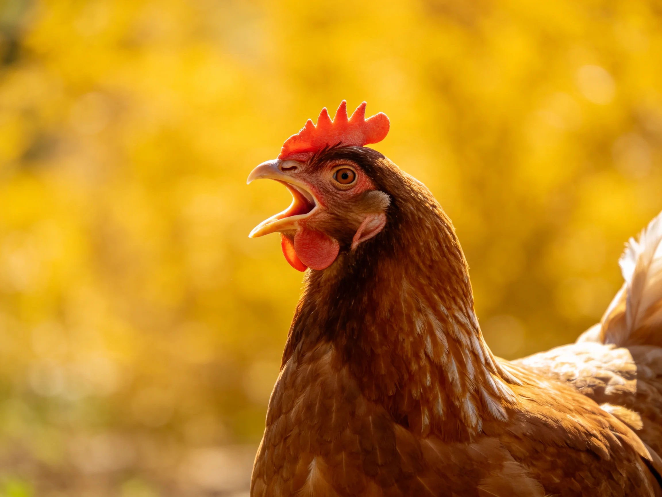 A brown hen with red comb vocalizing against golden foliage
