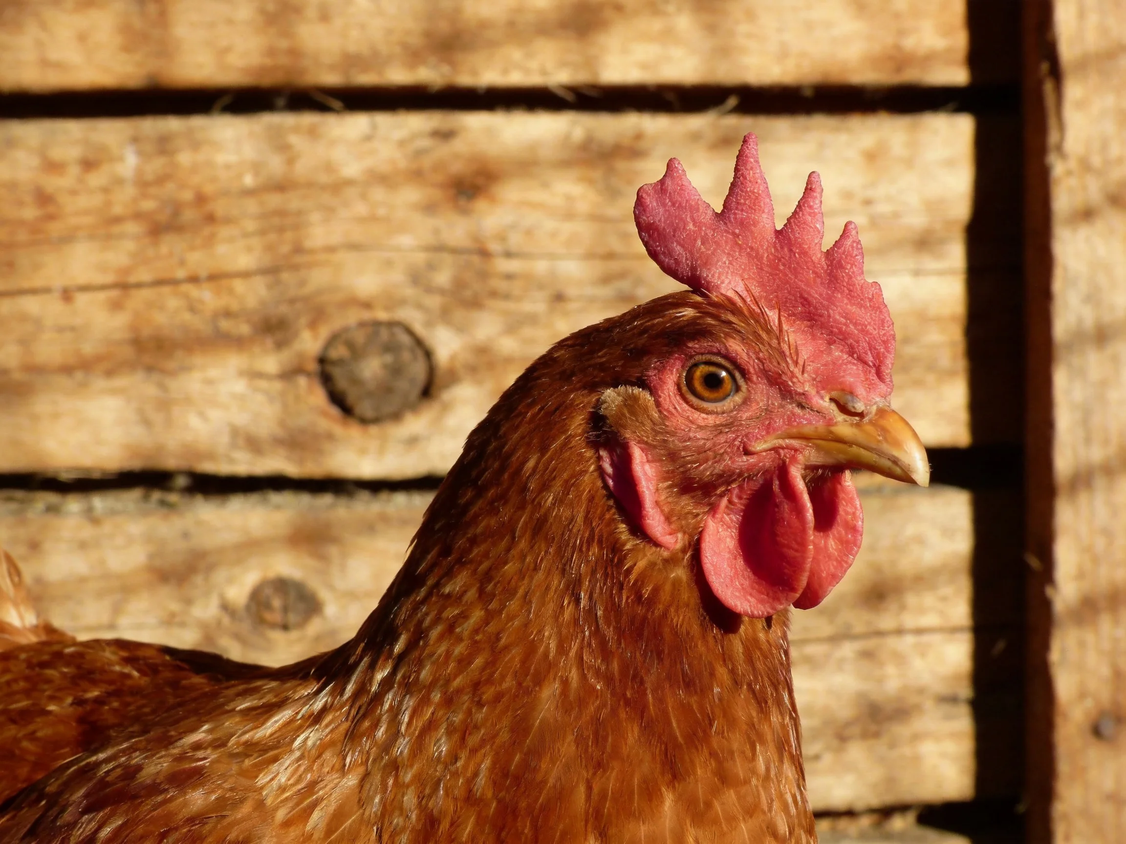 A brown hen with vibrant pink comb near weathered wooden planks
