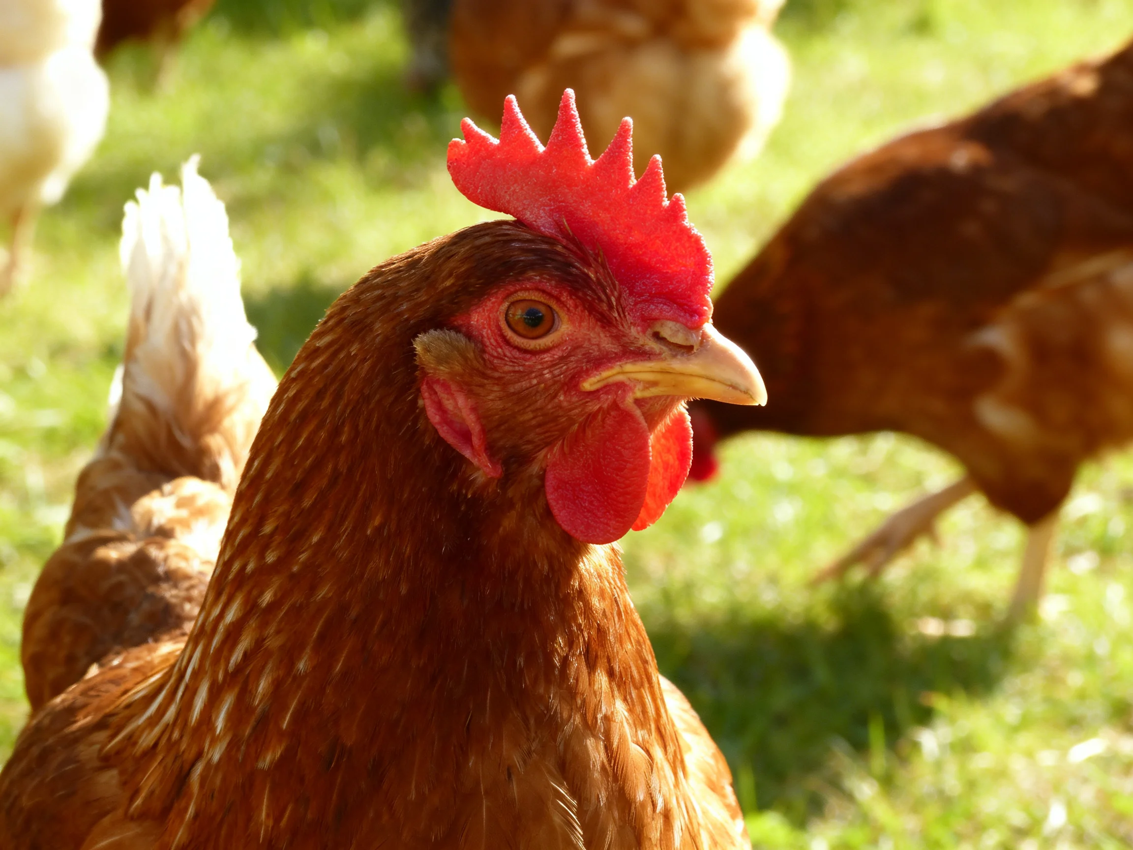 A brown hen with vibrant red comb among chickens on sunlit grass