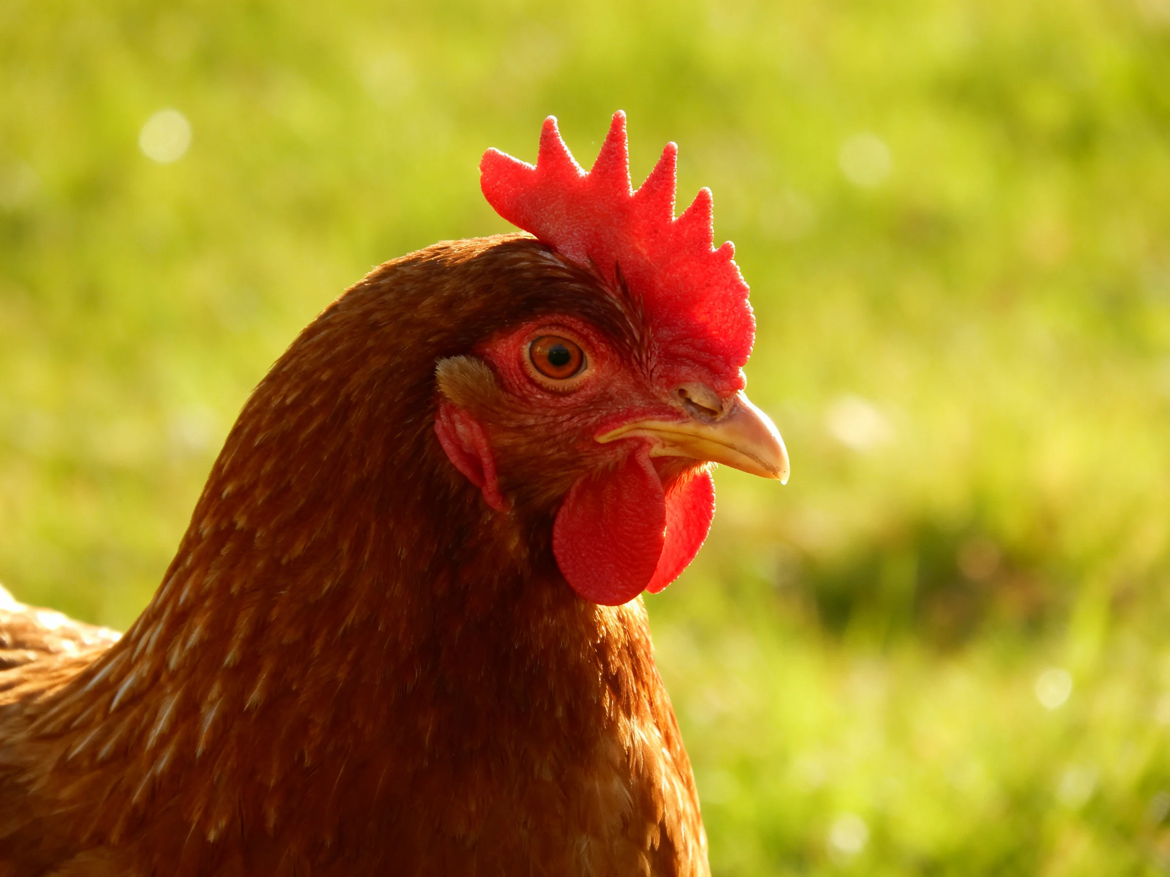 A brown hen with vibrant red comb and wattle in a sunlit meadow