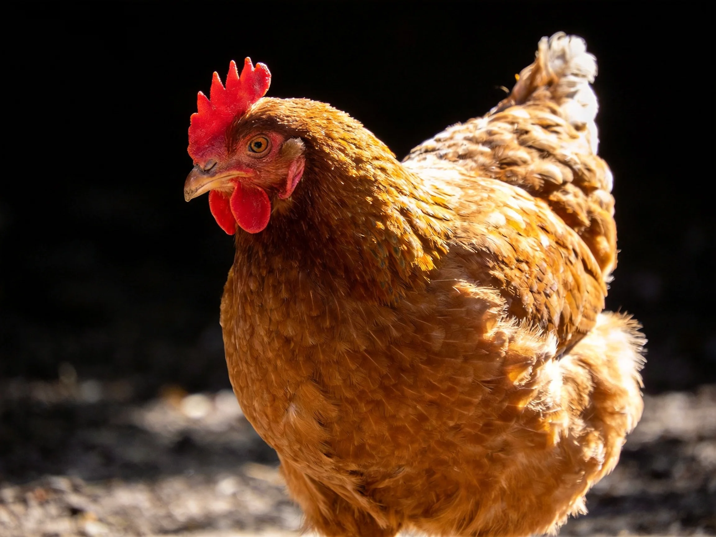 A brown hen with red facial features stands out prominently against a dark background.