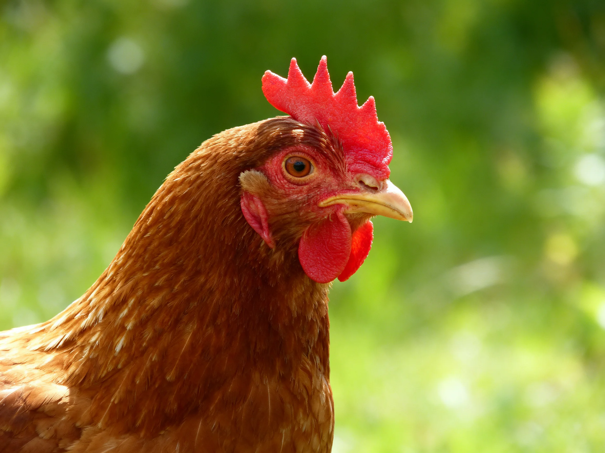 A brown hen with vibrant red comb and wattles