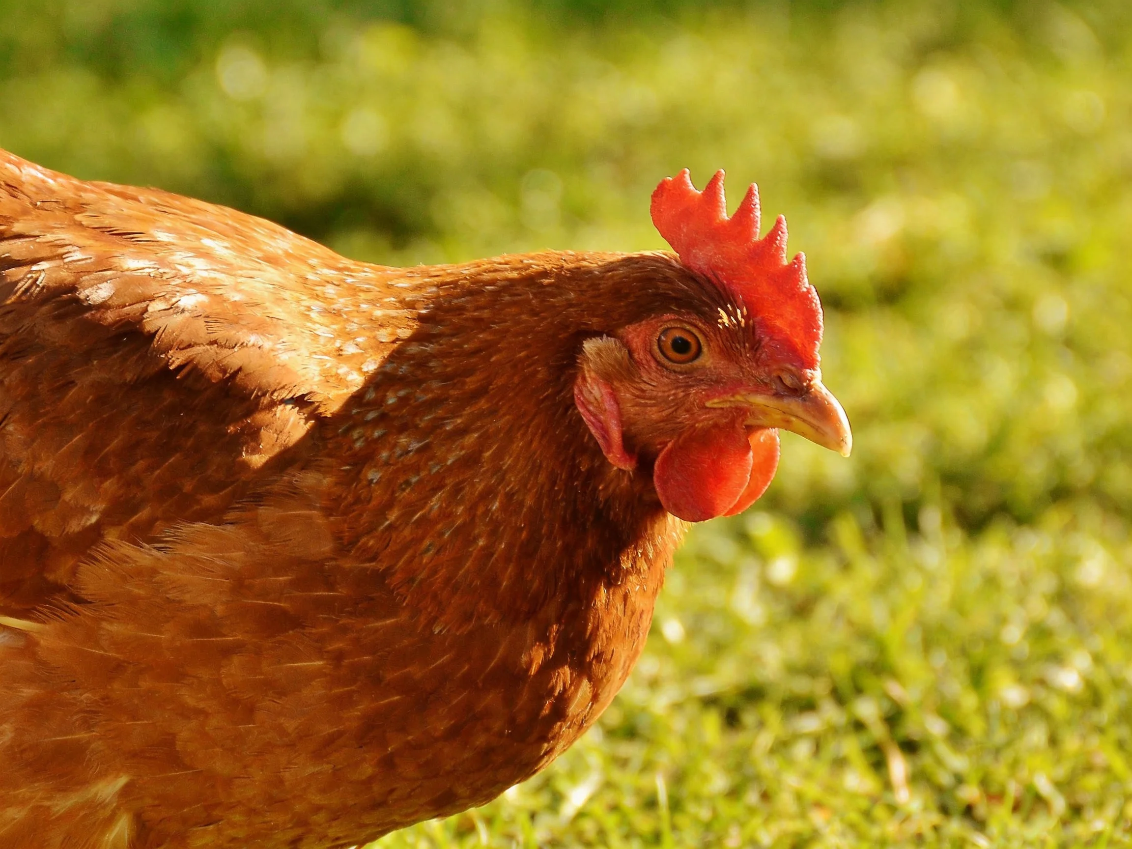 A brown hen with vibrant red comb on lush green grass