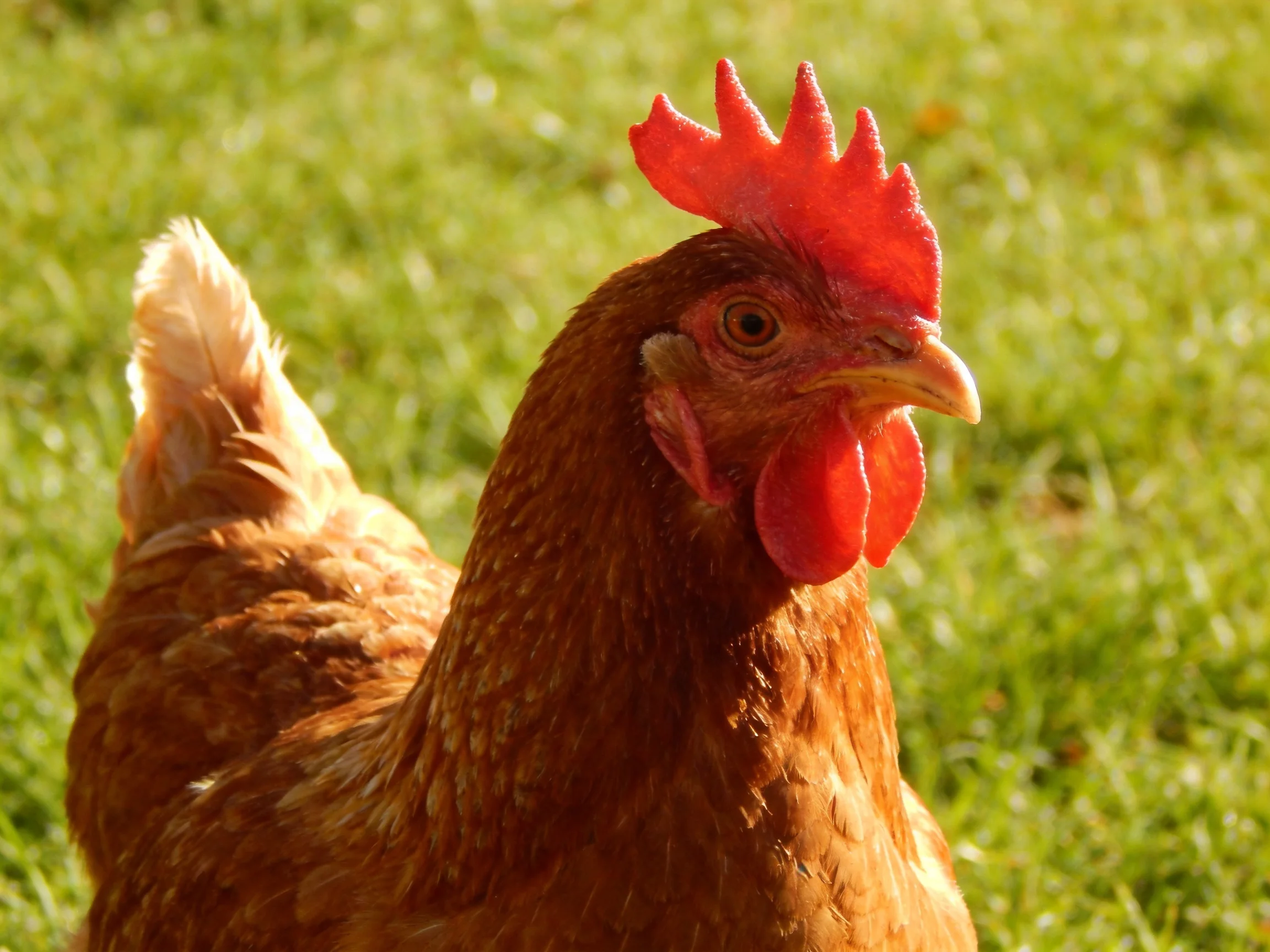 A brown hen with vibrant red comb standing on lush green grass