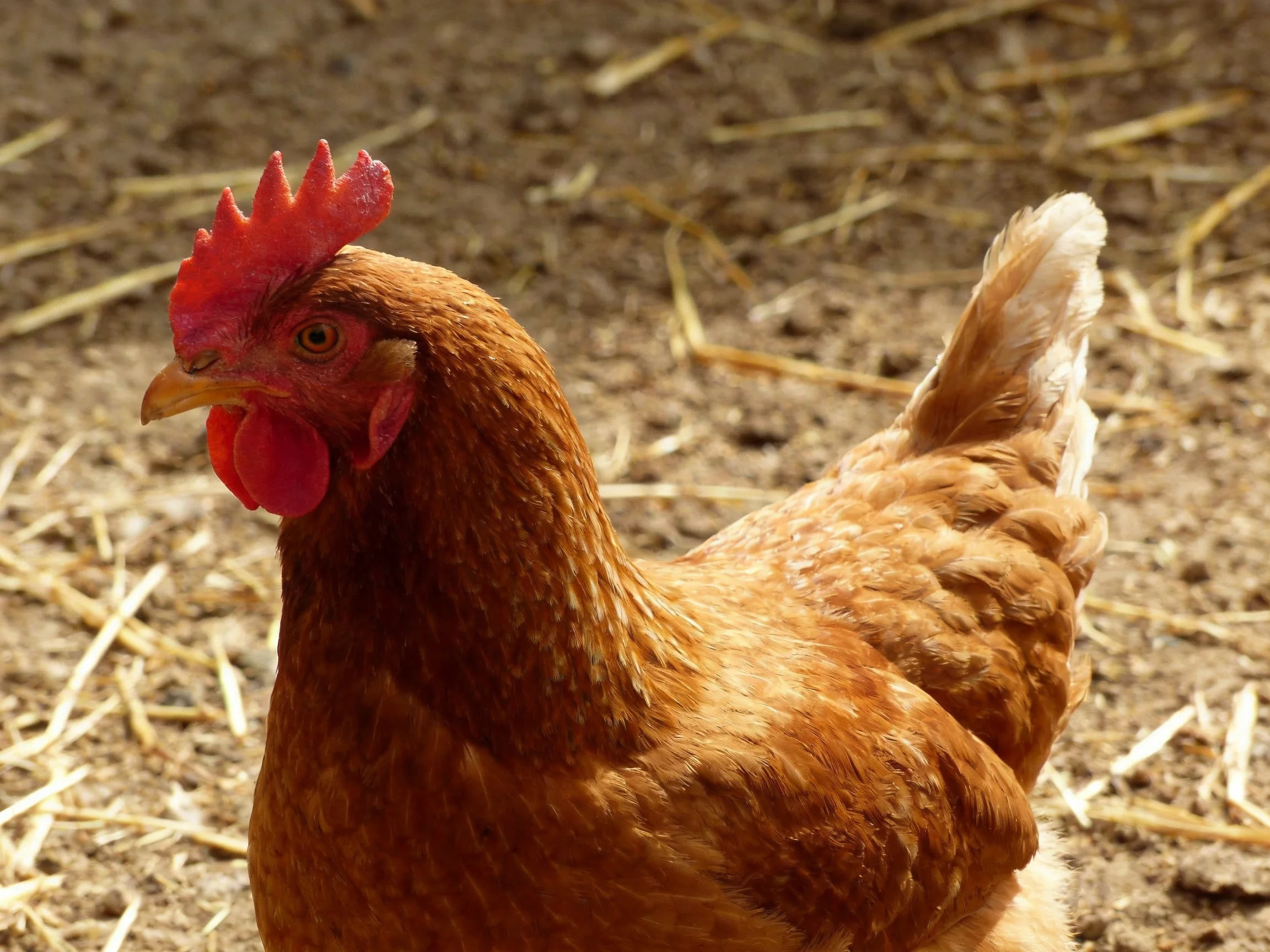 A brown hen with vibrant red comb standing on straw-covered ground