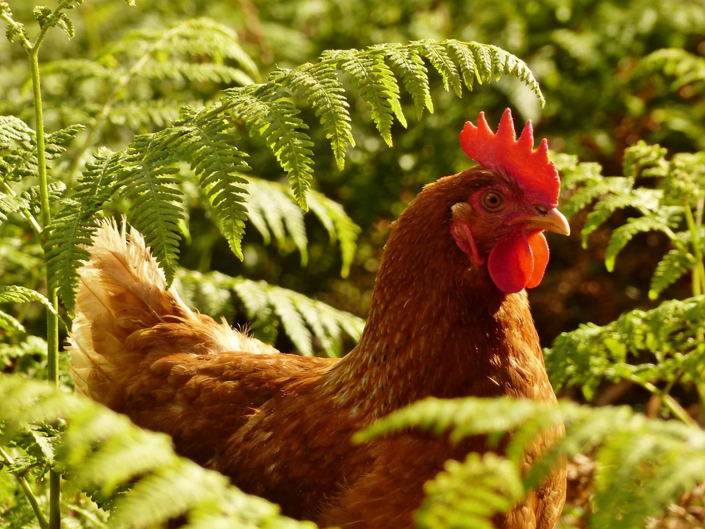 A brown hen with vibrant red comb surrounded by lush green ferns