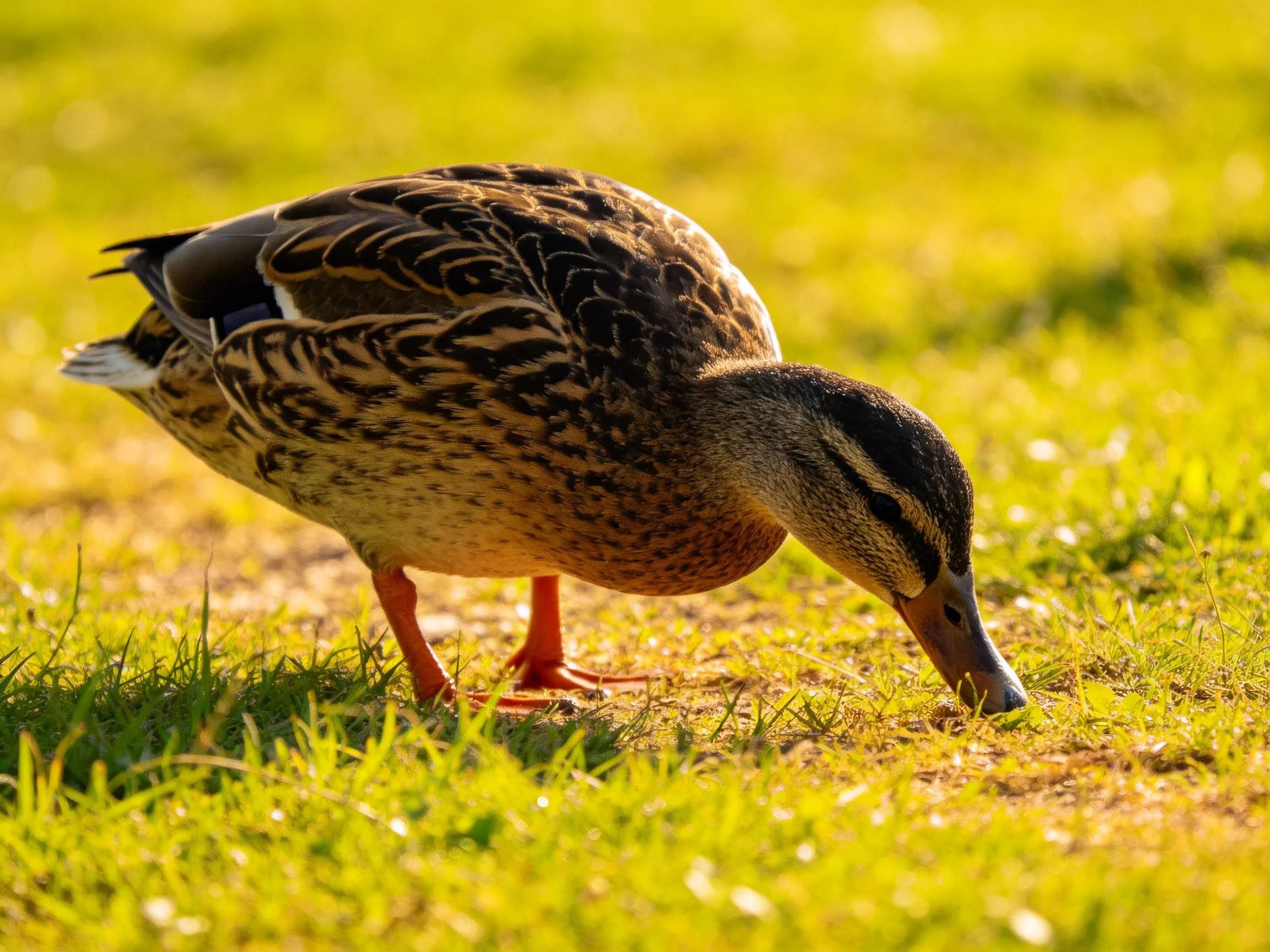 A brown-patterned duck forages on sunlit green grass