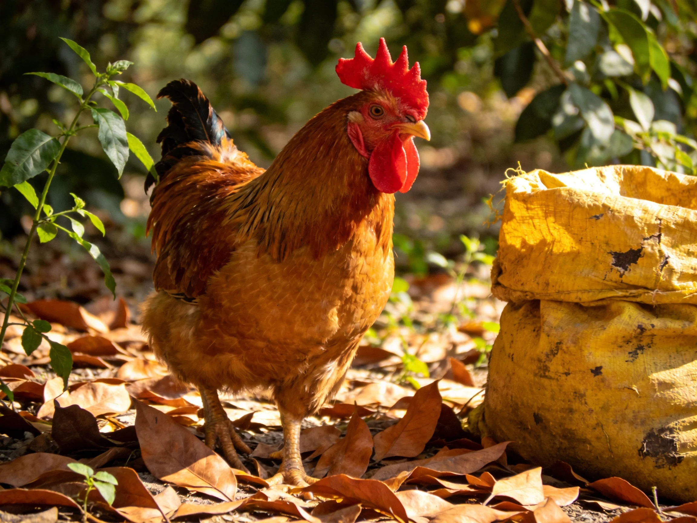 A rooster stands near a yellow sack surrounded by dry leaves outdoors.