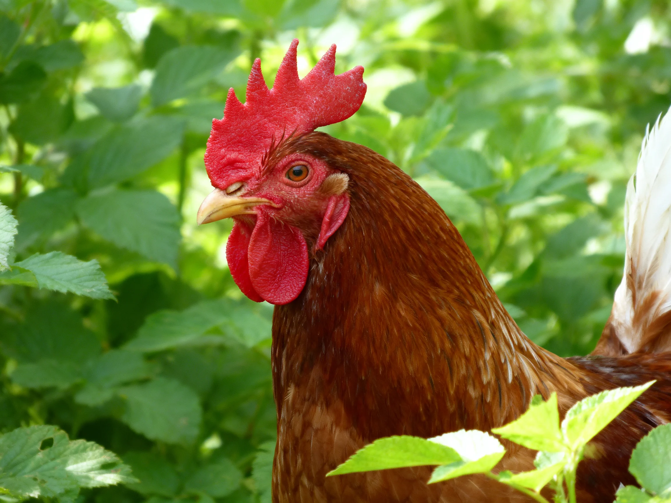 A brown rooster with a bright red comb is positioned among dense green vegetation.