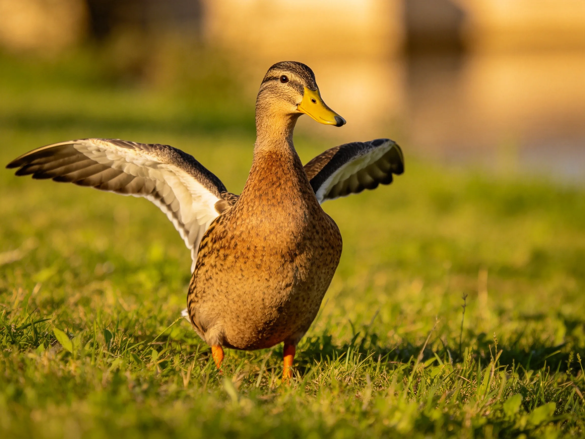 A brown-speckled duck flaps wings on sunlit green grass