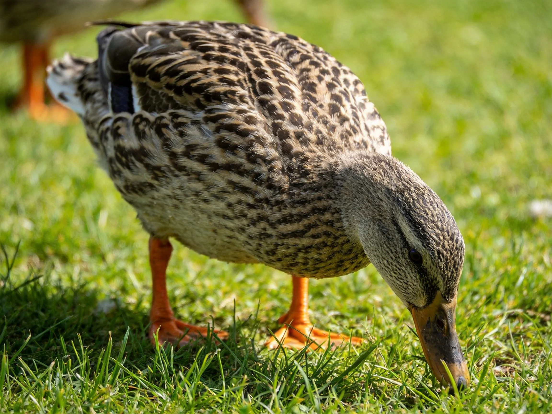 A brown-speckled duck forages on lush green grass
