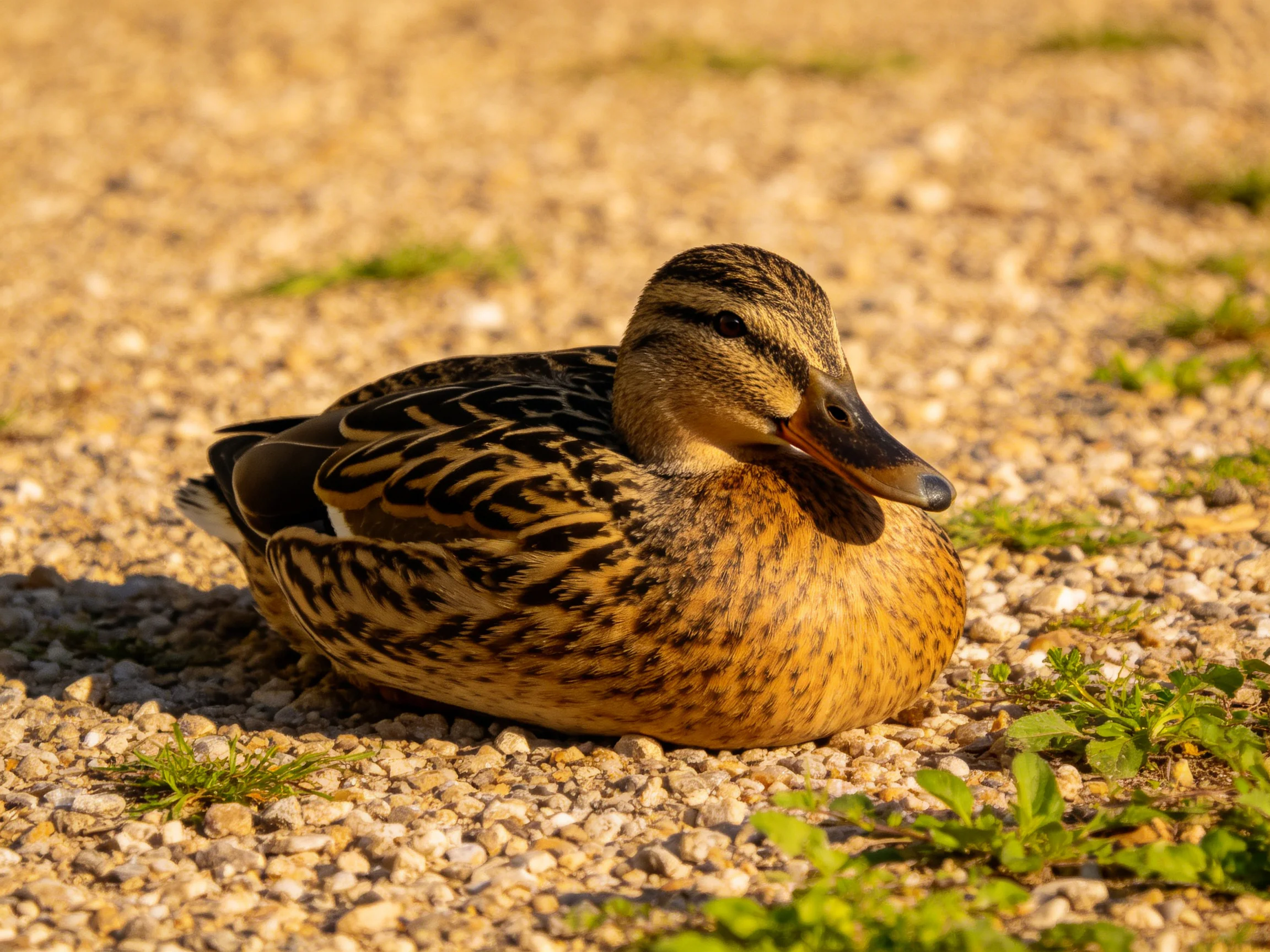 A brown-speckled duck rests on gravel near small green plants