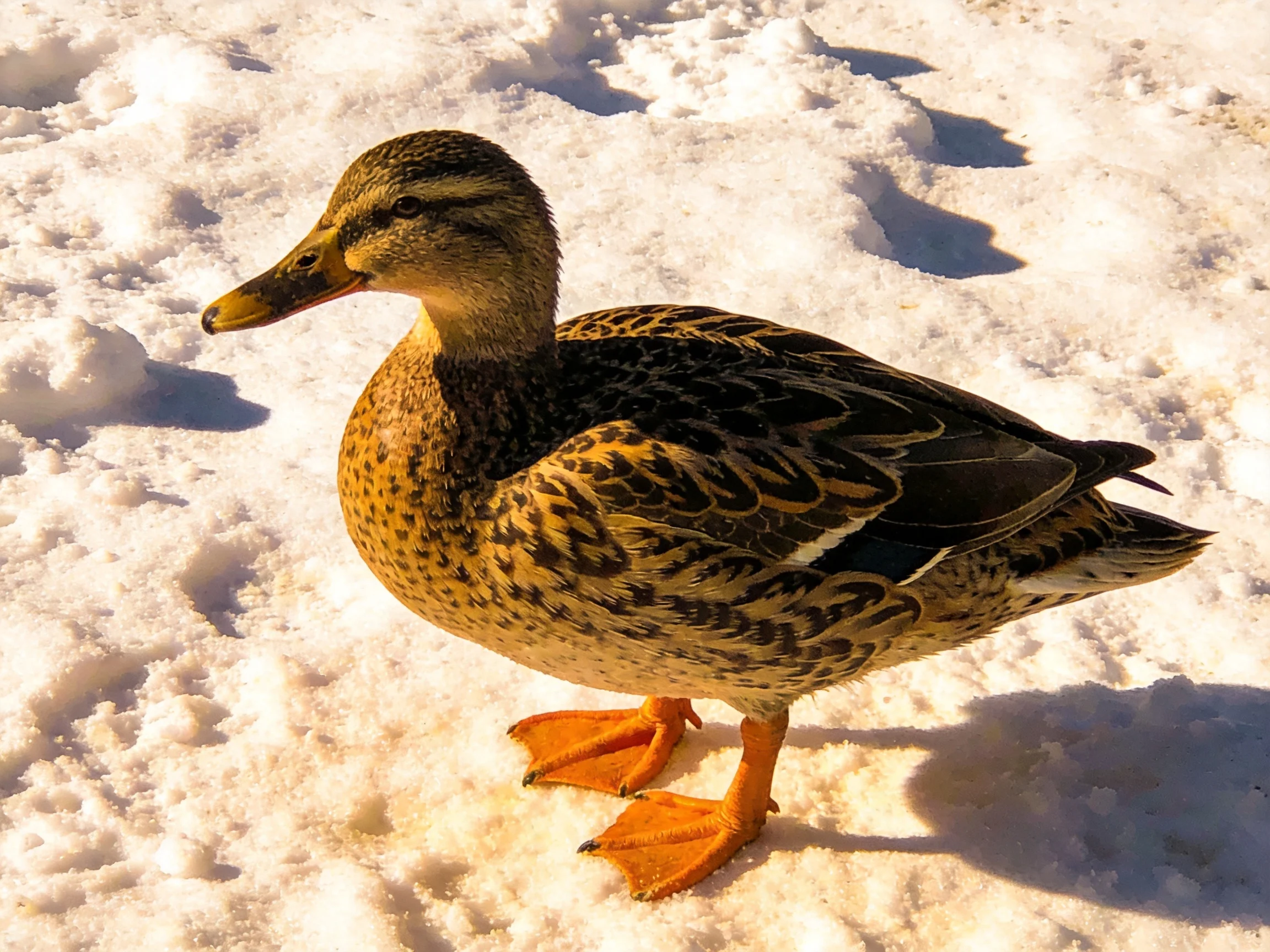A brown-speckled duck standing on bright white snow