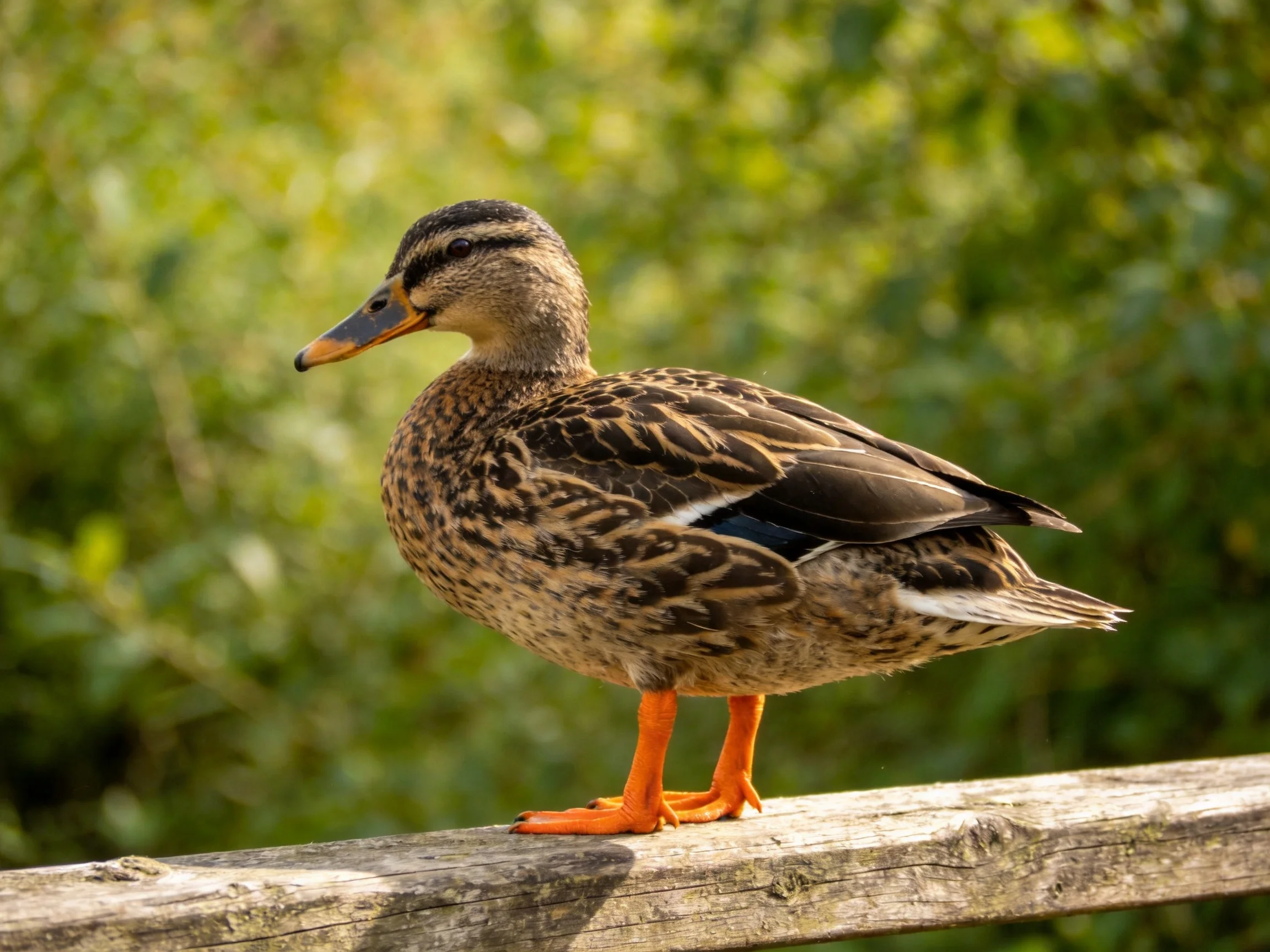 A brown-speckled duck stands on a weathered wooden beam amid lush green foliage