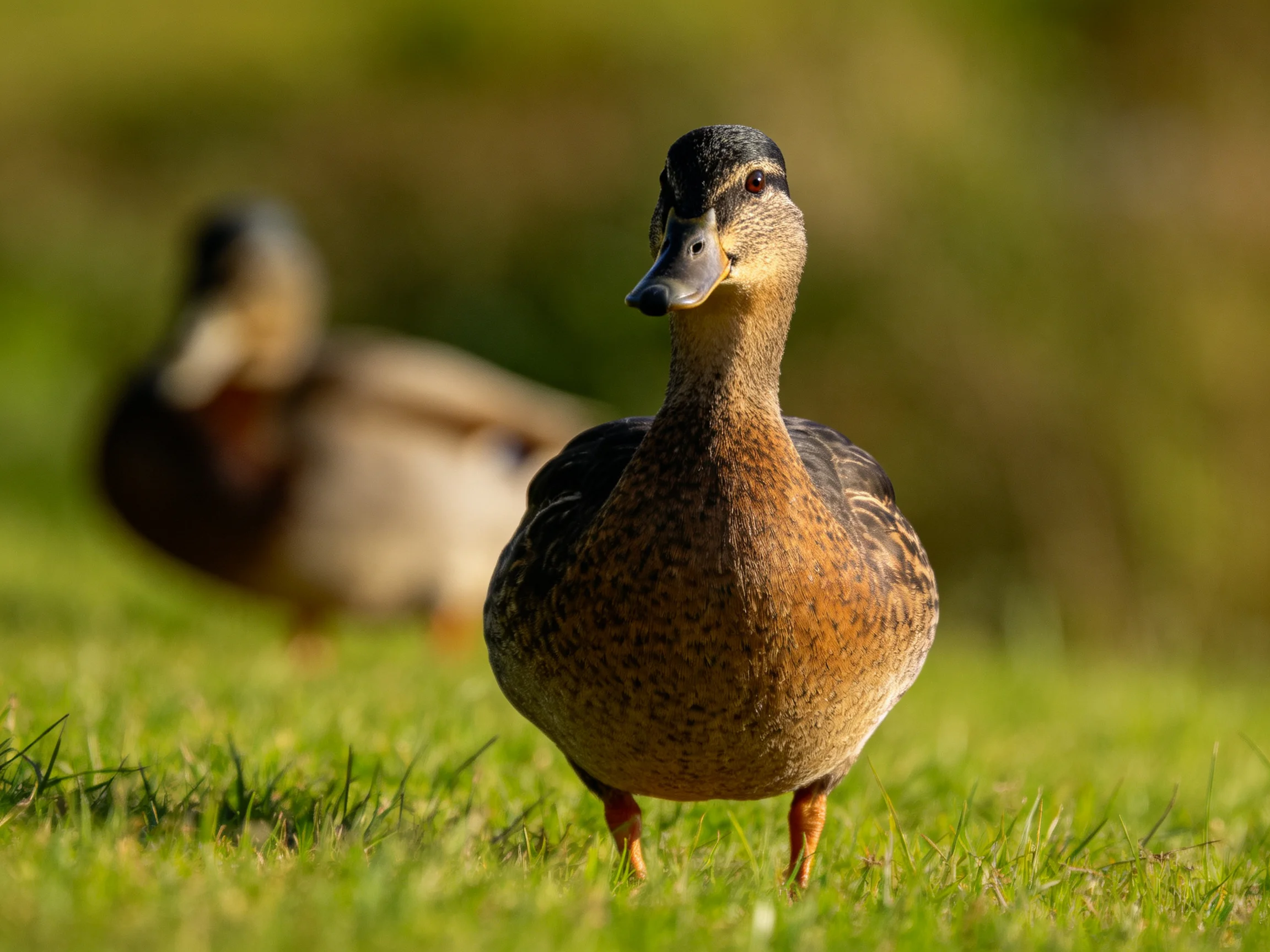 A brown-speckled duck stands on green grass with a blurred companion