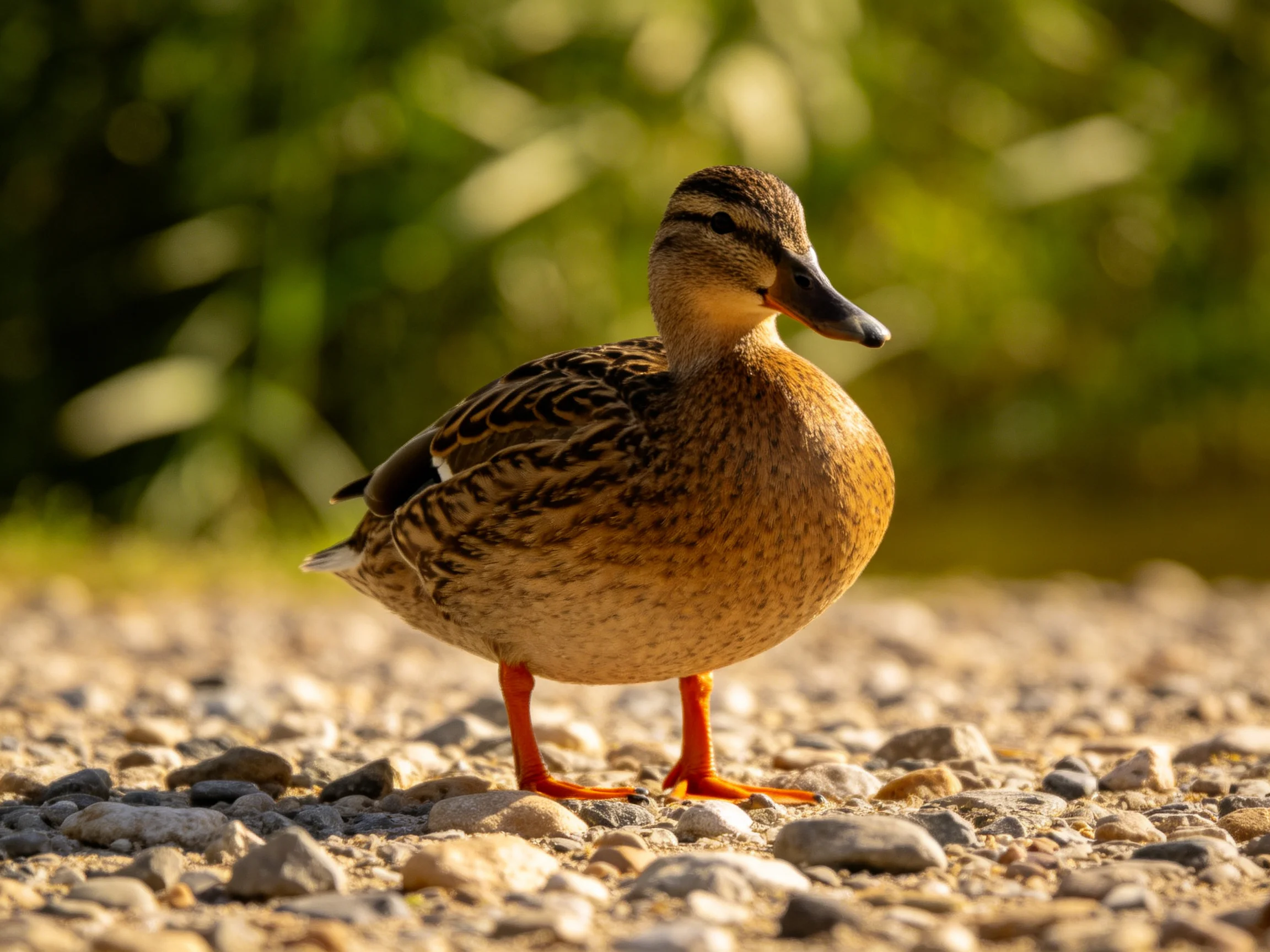A brown-speckled duck stands on orange-legged pebbles near green foliage