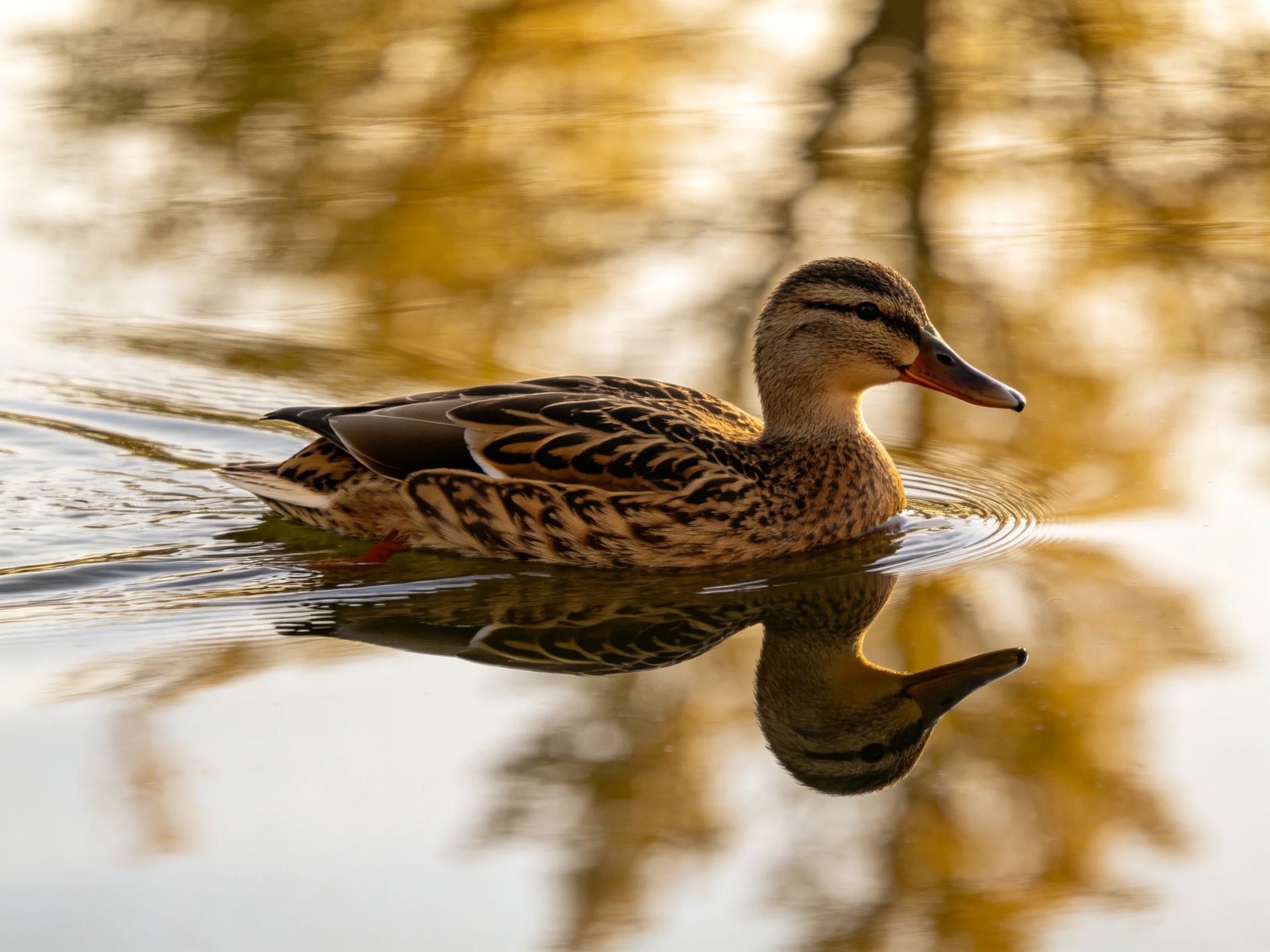 A brown-speckled duck swims in calm water with golden tree reflections