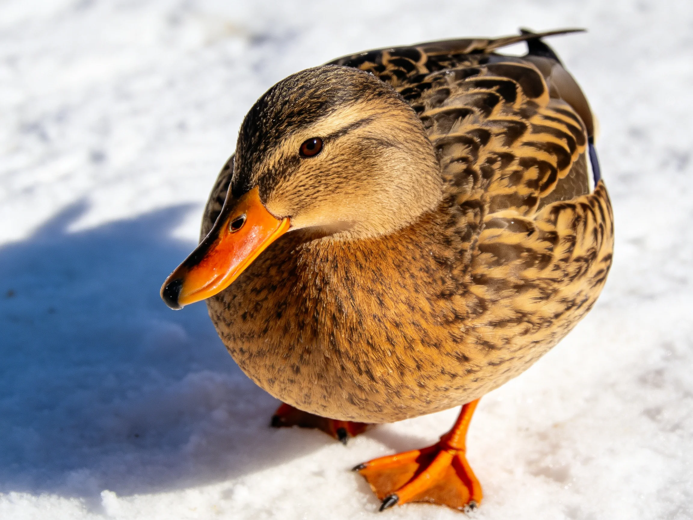 A brown-speckled duck with orange beak and feet on snow