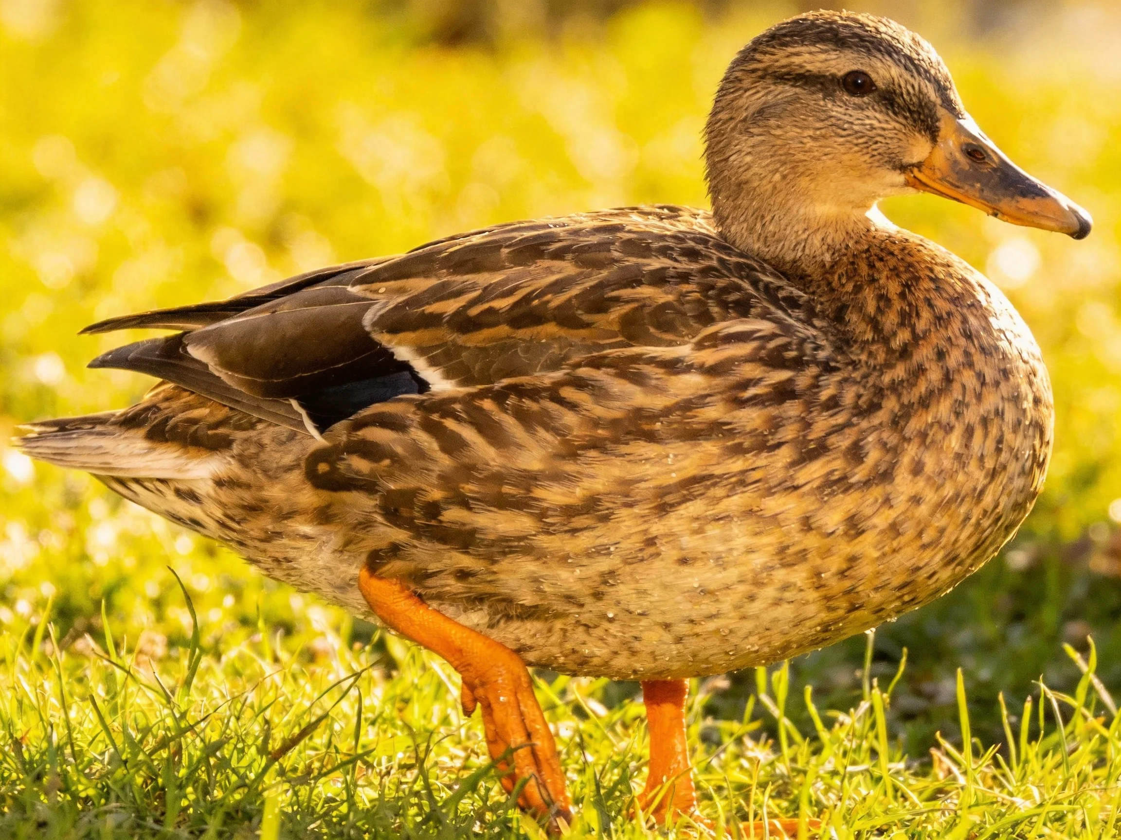 A brown-speckled duck with orange legs on sunlit grass