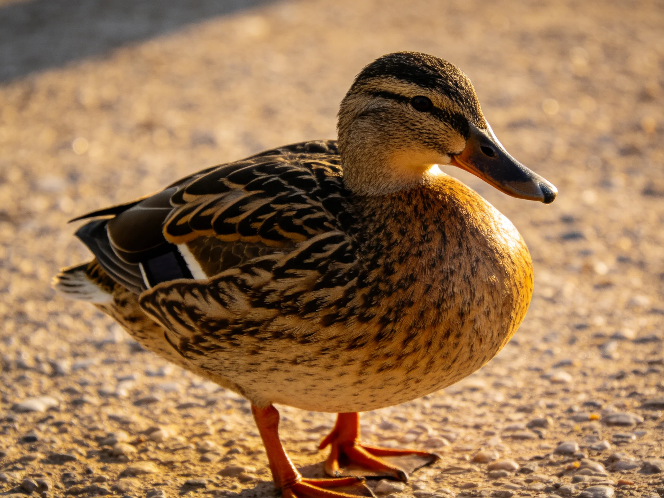 A brown-speckled duck with orange legs stands on sunlit gravel