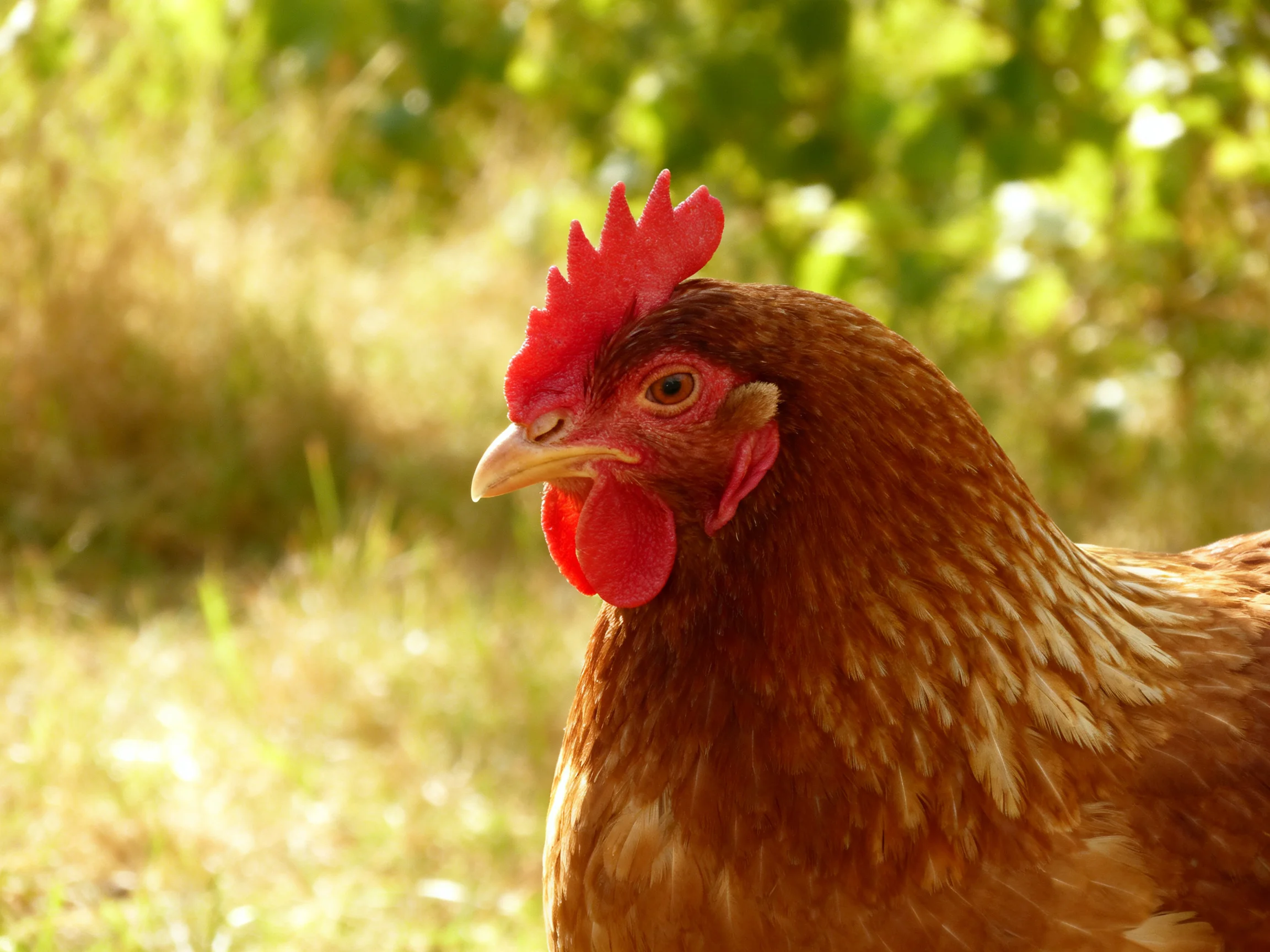 A brown-speckled hen with vibrant red comb in a sunlit outdoor setting