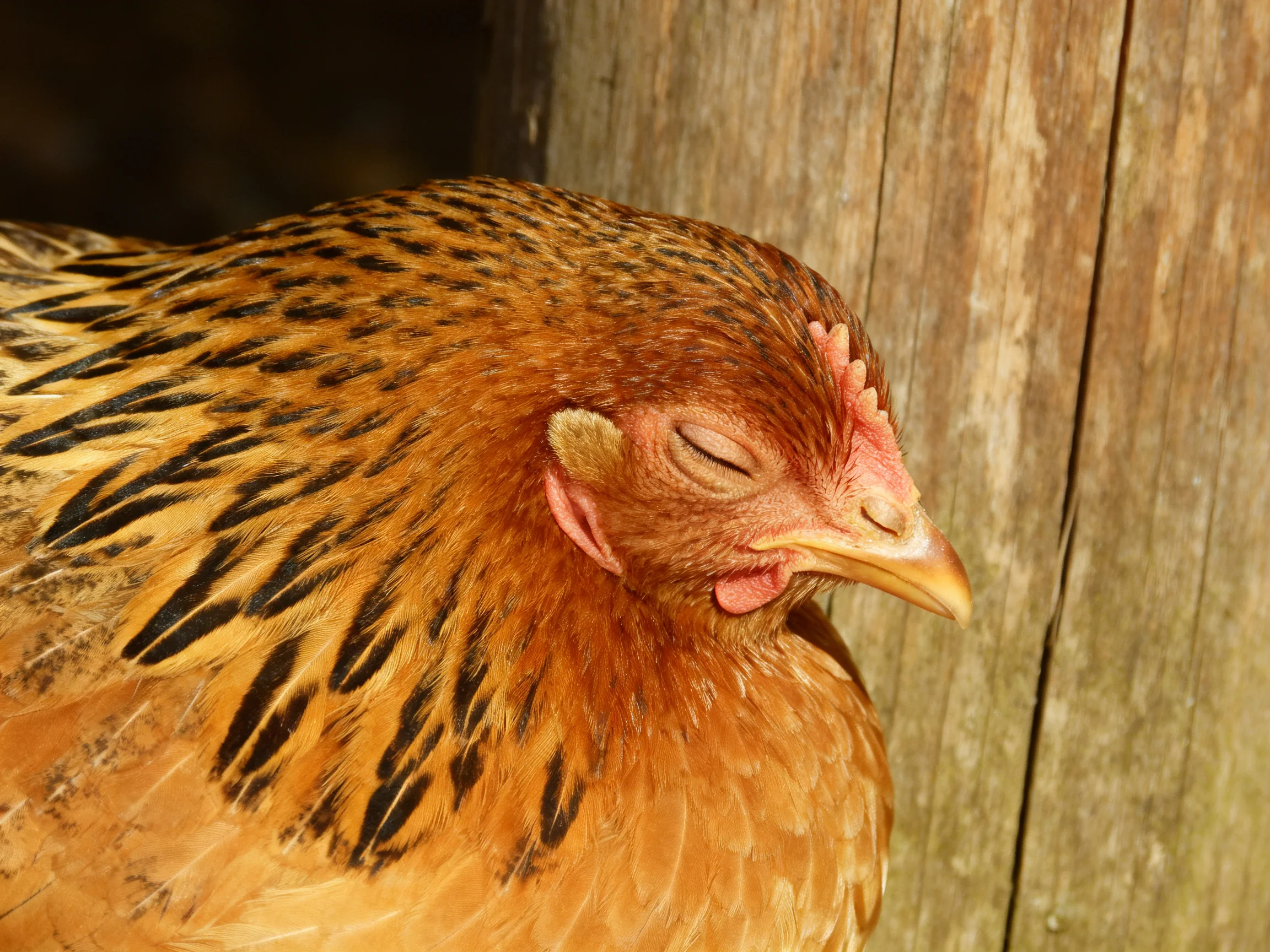 A brown-spotted chicken rests near a weathered wooden structure.