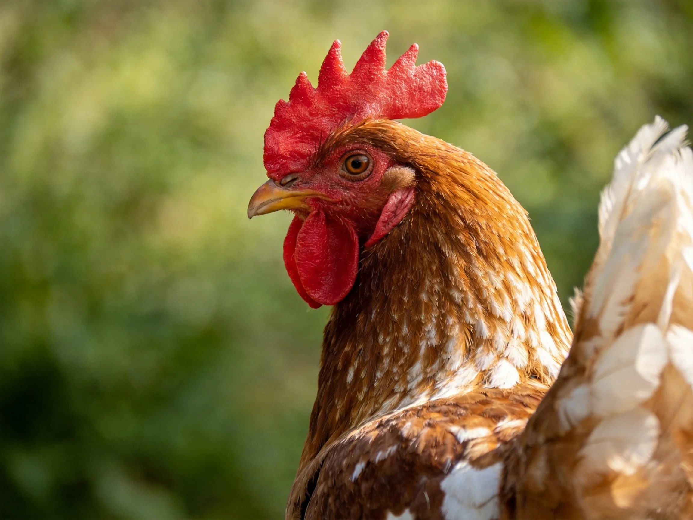 A brown - spotted chicken with vibrant red comb and white tail