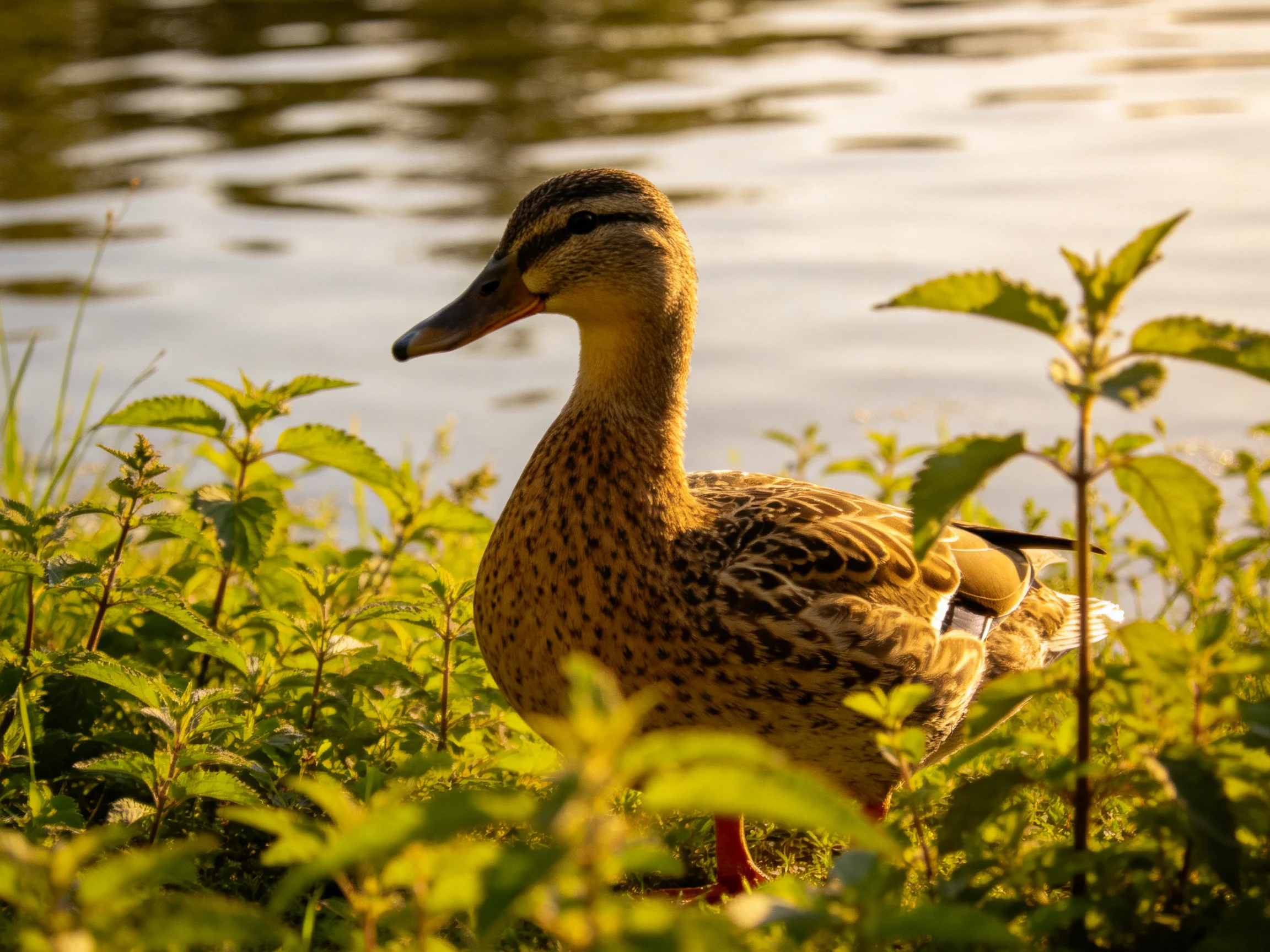A brown-spotted duck near calm water among green plants