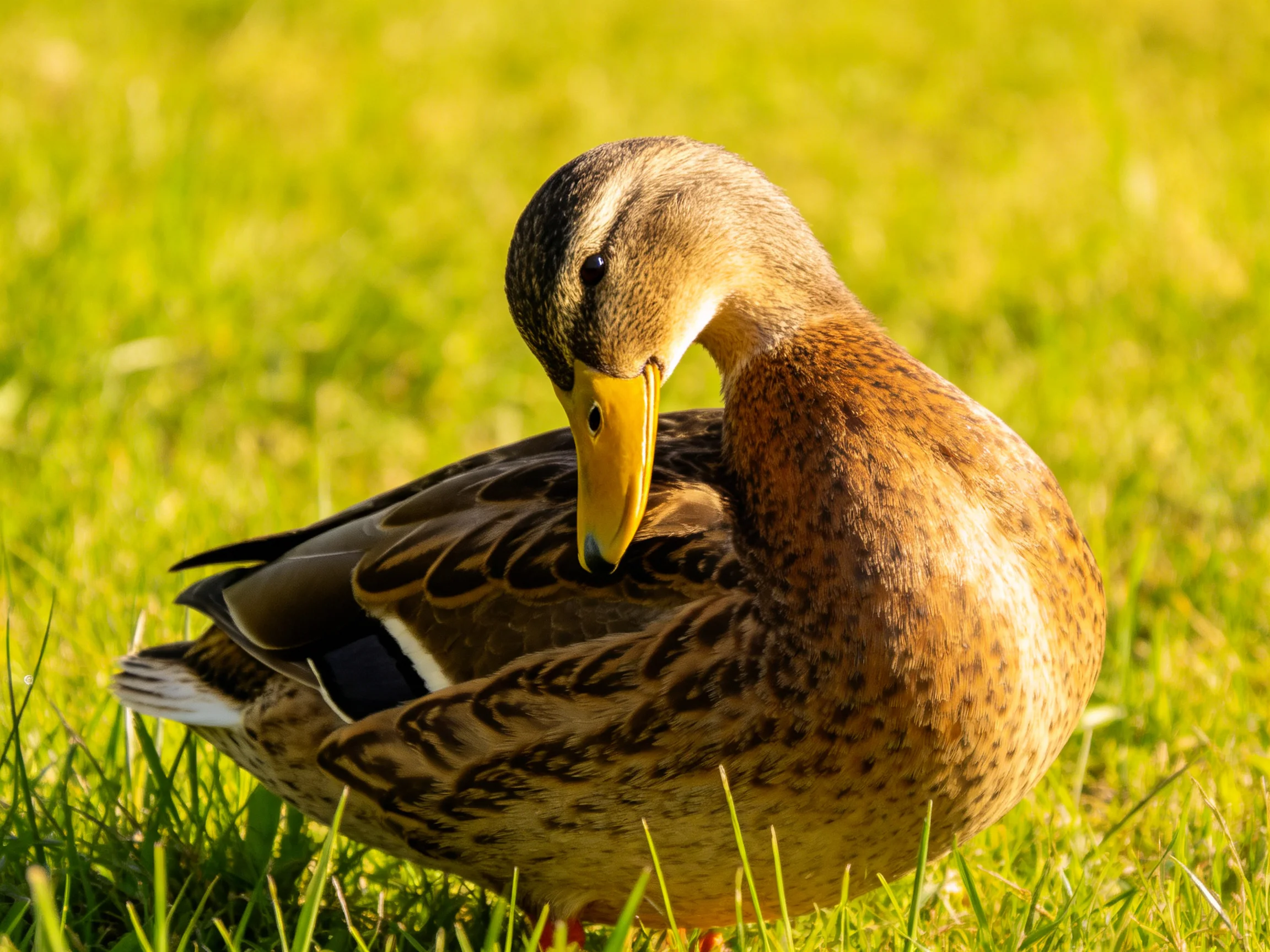 A brown-spotted duck preening on sunlit green grass