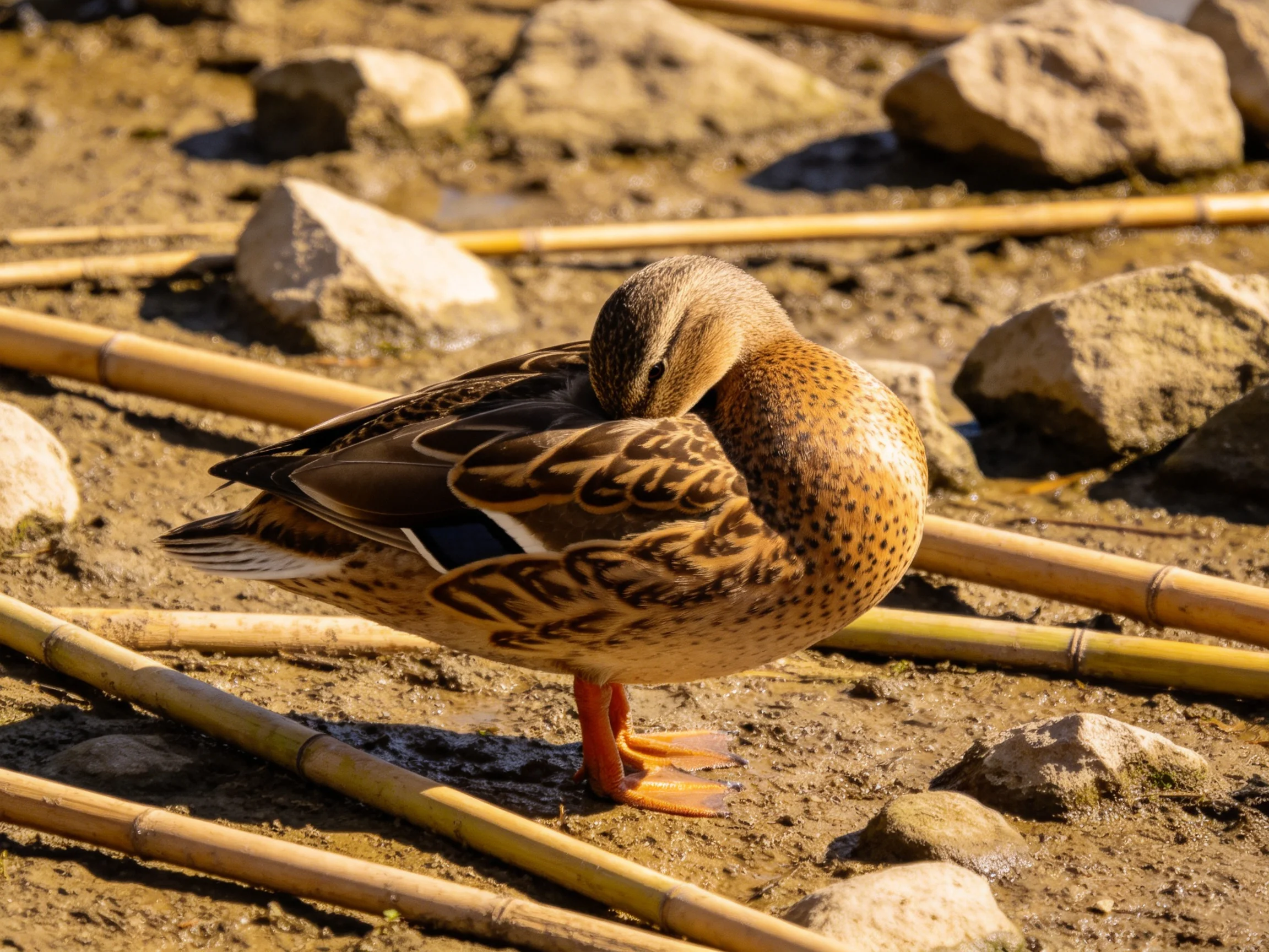 A brown-spotted duck preens near rocks and bamboo on muddy terrain