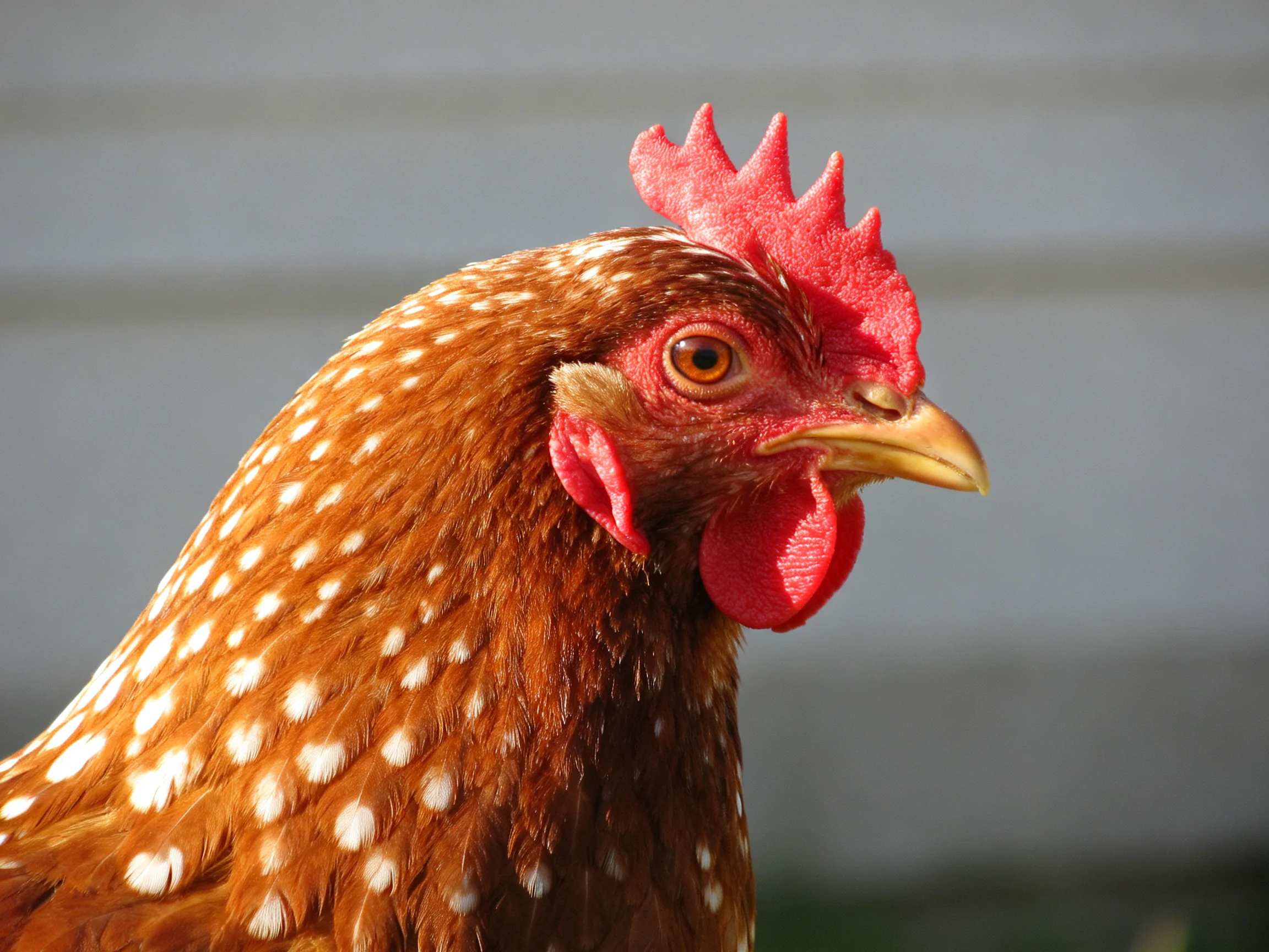 A close-up view of a brown-spotted hen with red facial features.