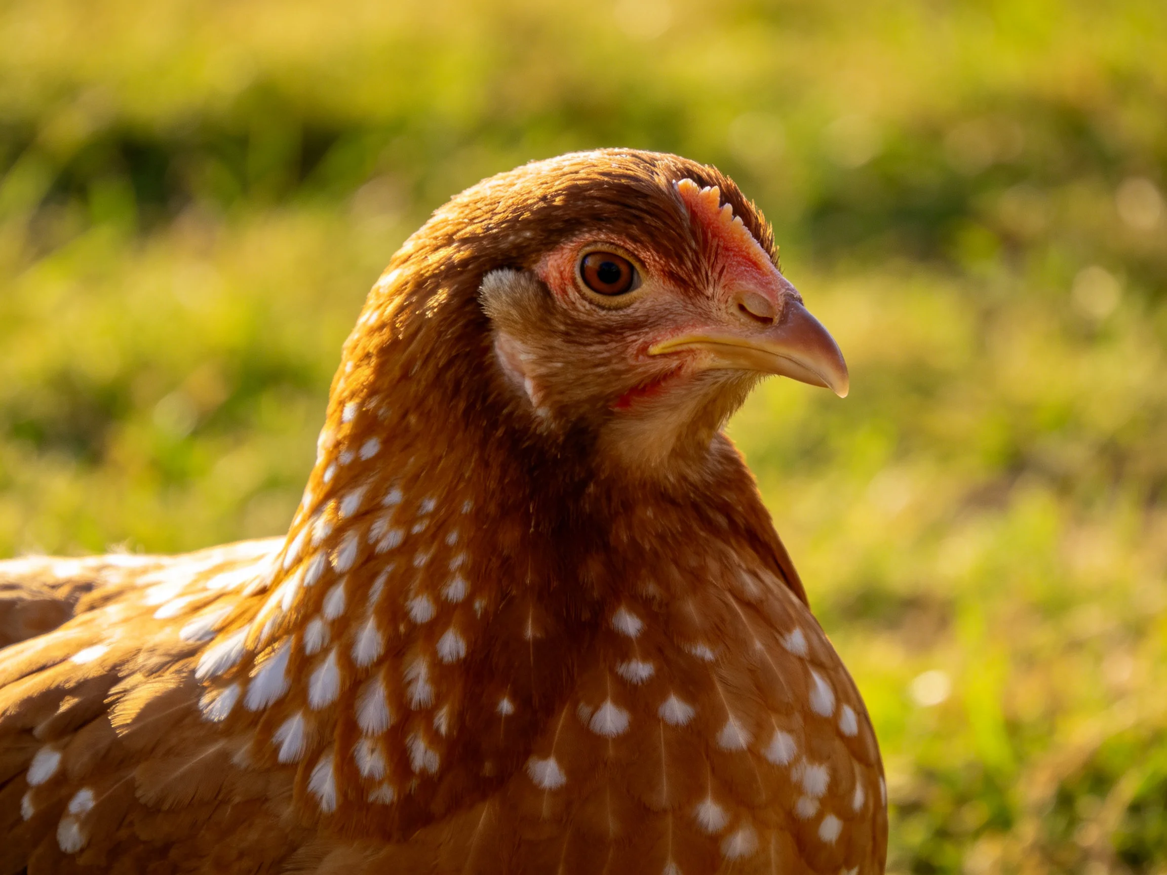 A brown-spotted hen with white feather markings in a sunlit green field