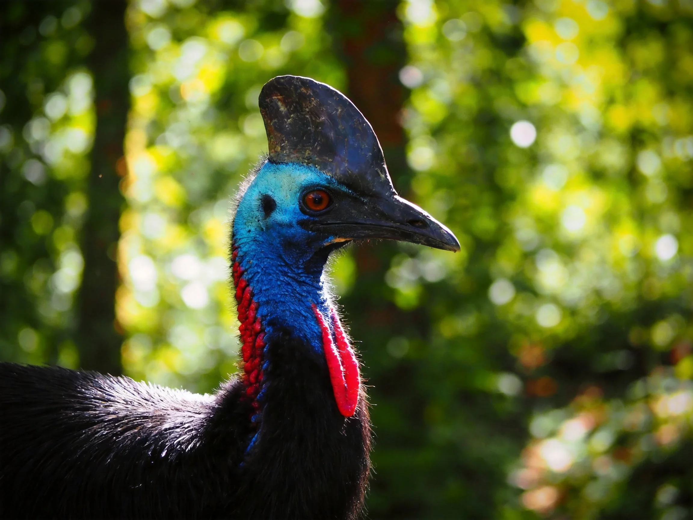 A cassowary with vibrant blue head and red wattle among lush green forest backdrop