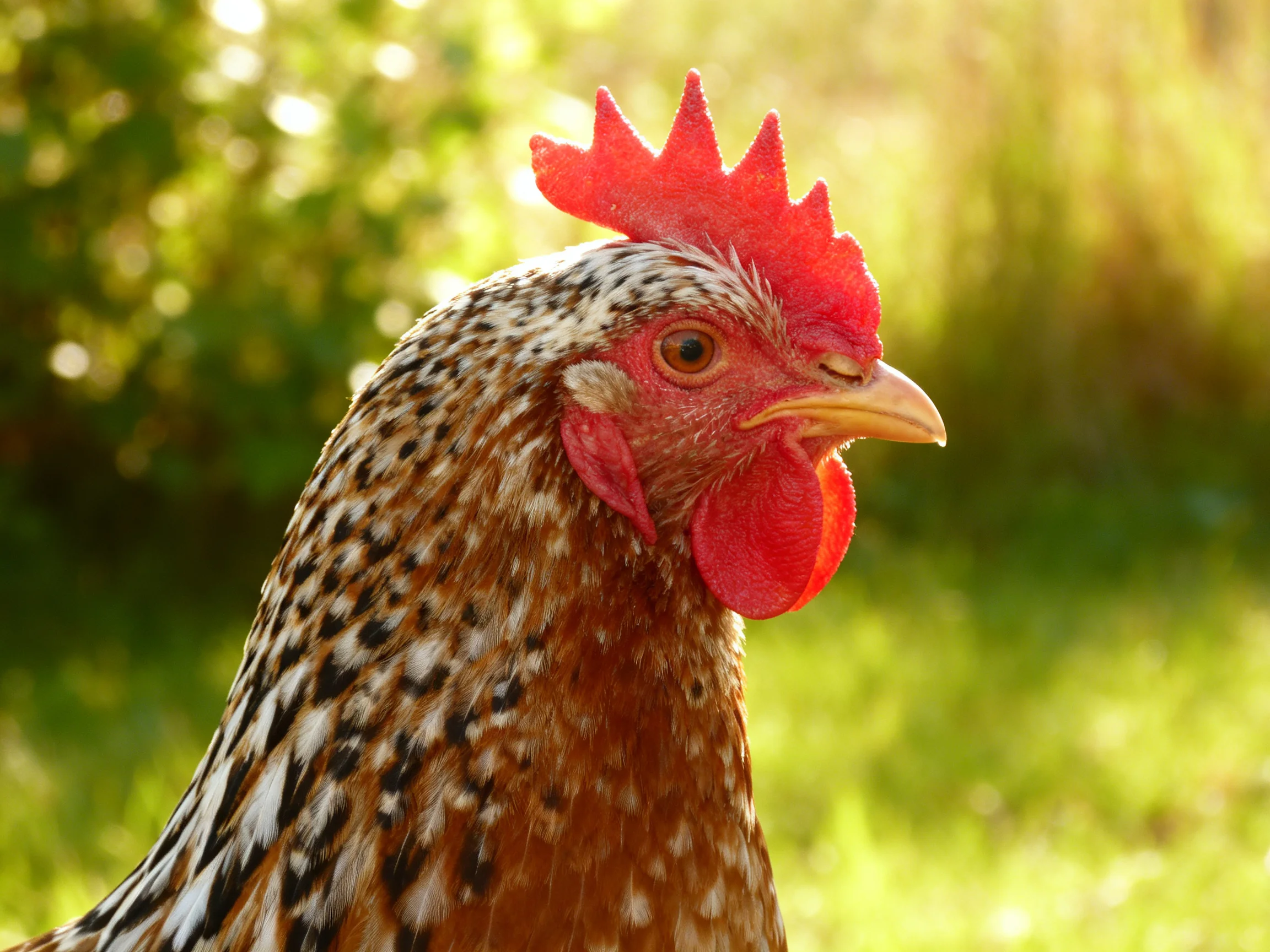 A chicken with a red comb and brown-speckled feathers in a sunlit outdoor setting