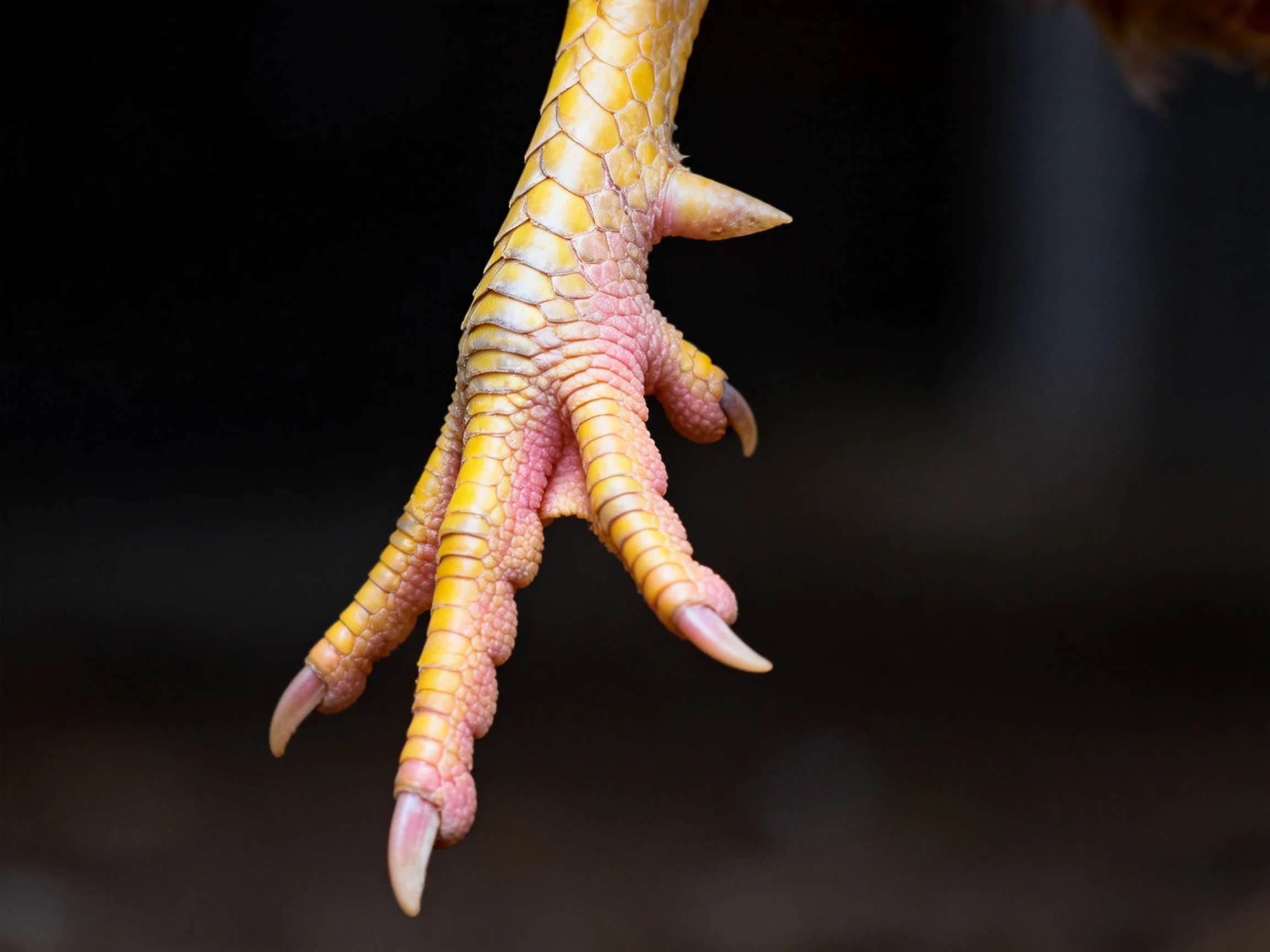 A chicken’s foot with yellow scaly skin and sharp claws