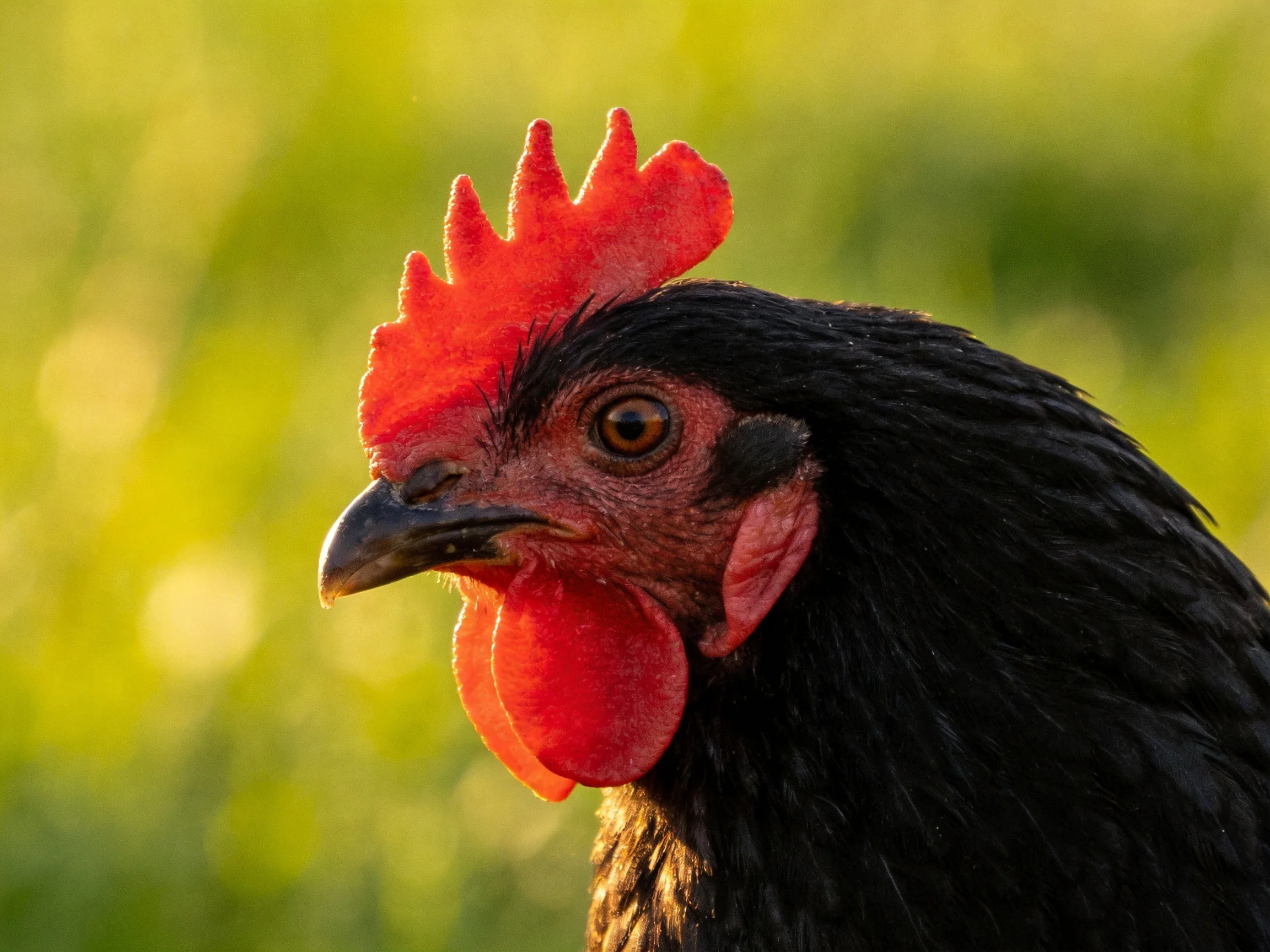 A close - up of a black chicken with bright red comb and wattles