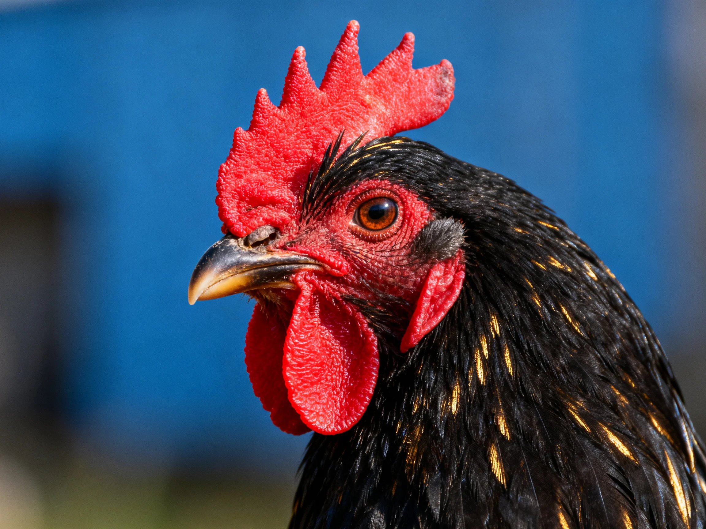 A close - up of a black chicken with vibrant red comb and golden feather markings