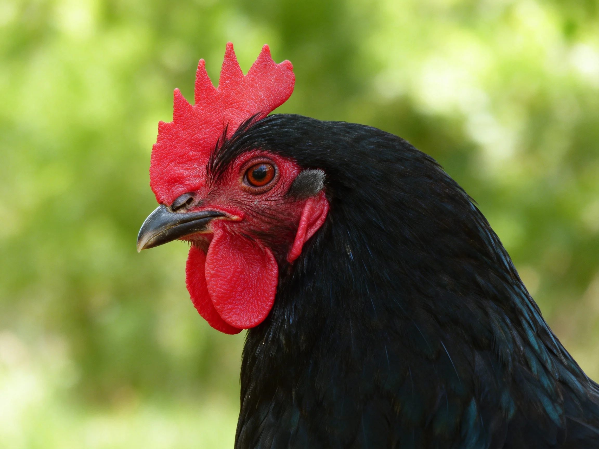 A close - up of a black chicken with vibrant red comb and wattles
