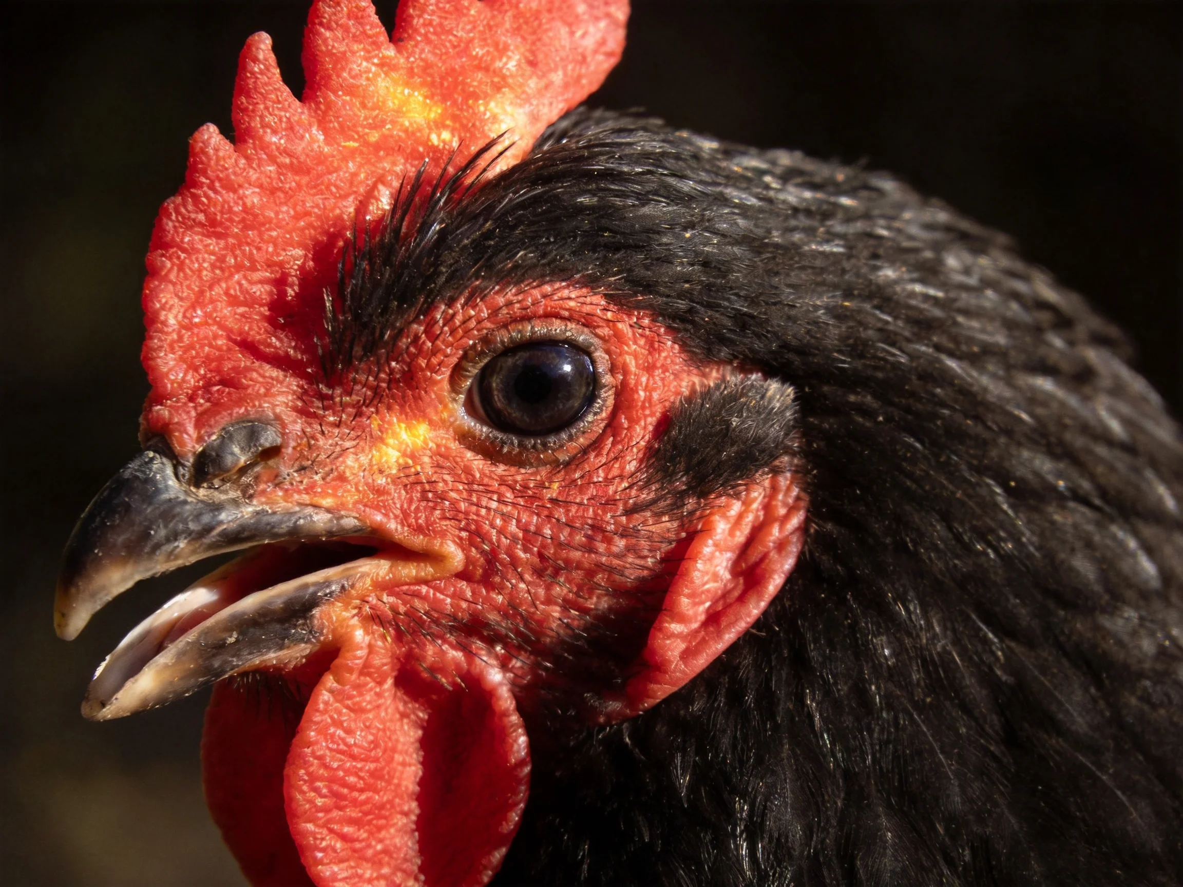 A close-up of a black-feathered rooster with vibrant red comb and wattles