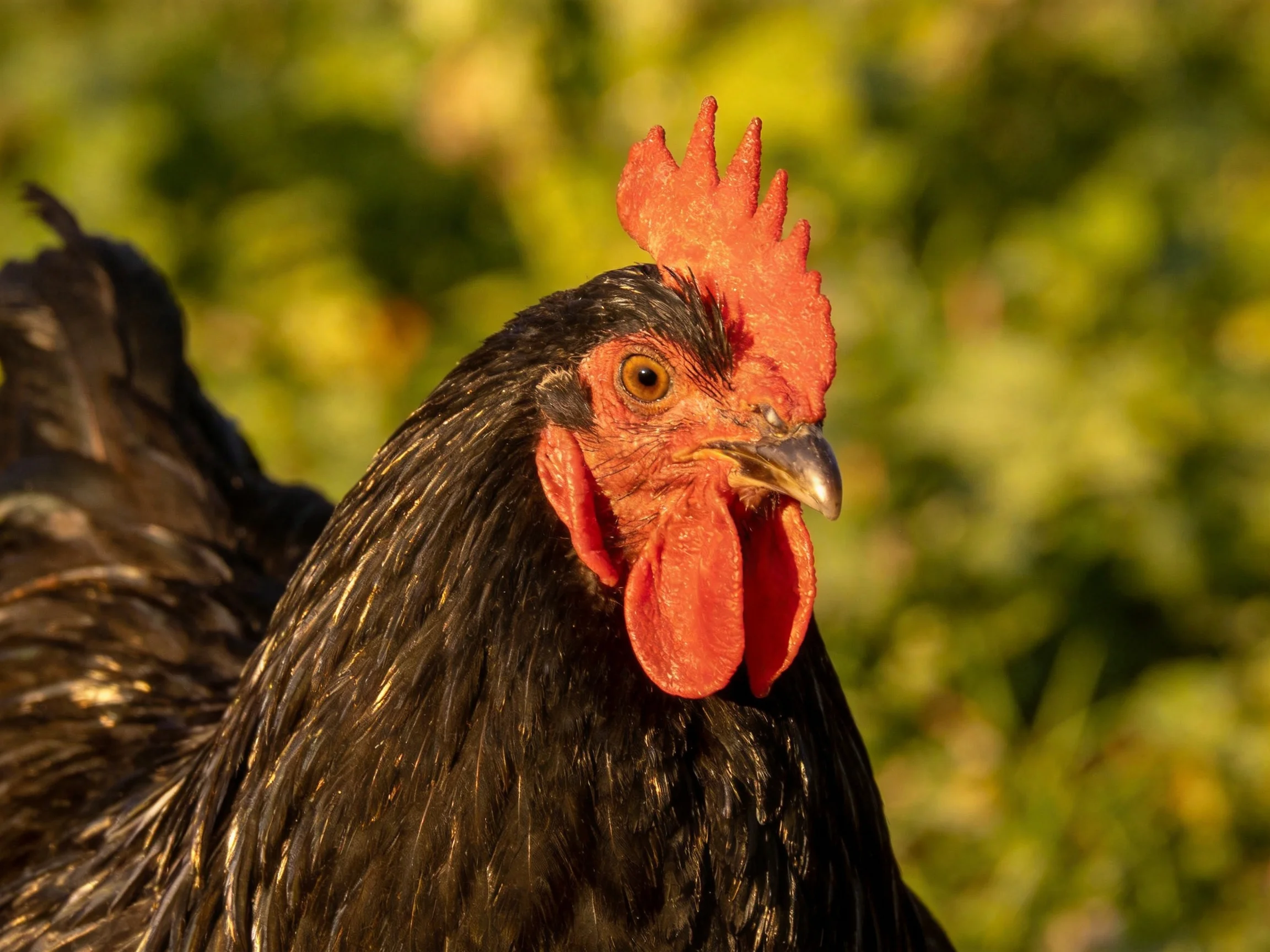 A close - up of a black rooster with vibrant red comb and wattles