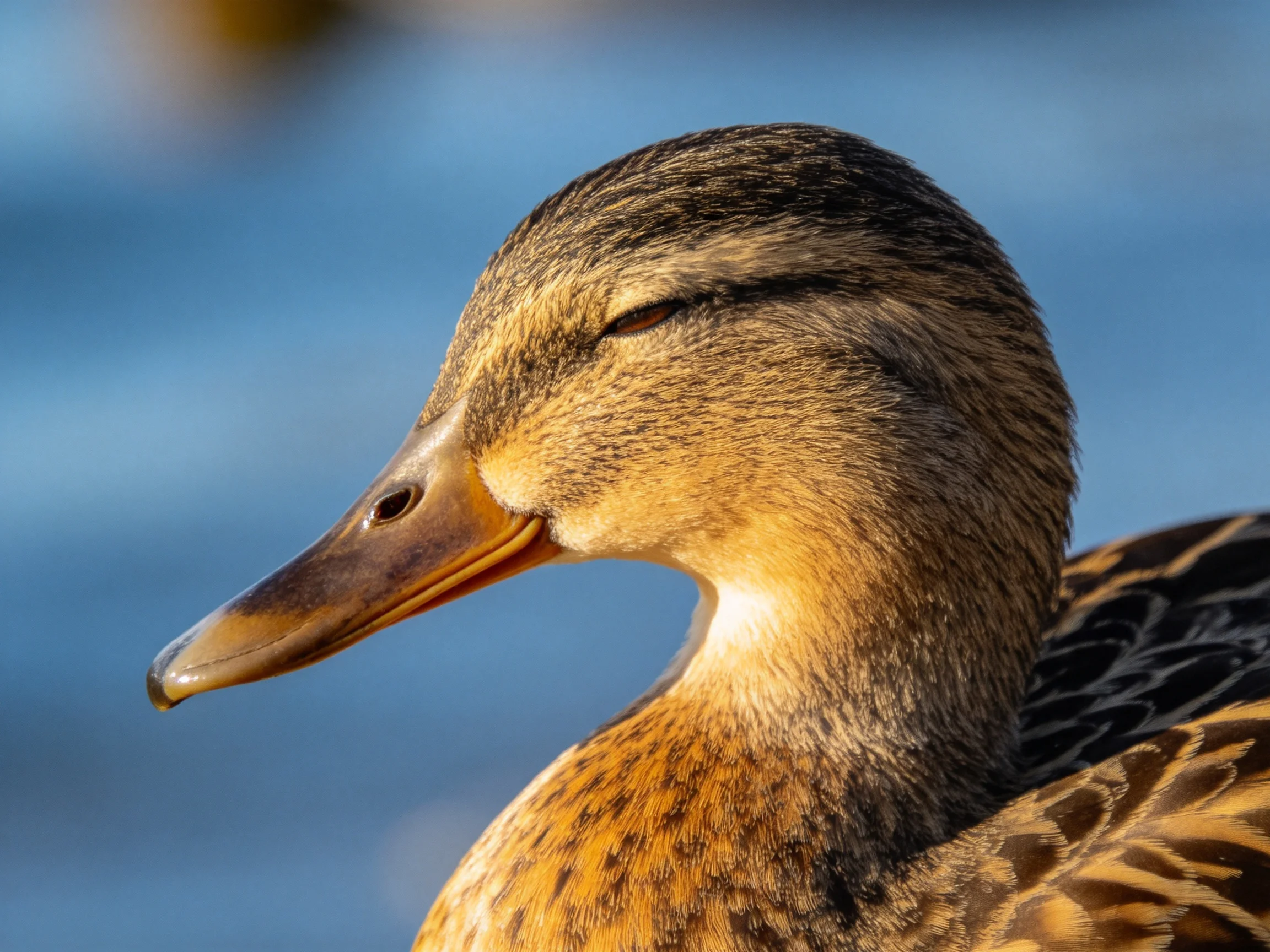 A close - up of a brown and black duck with an orange beak near blue water