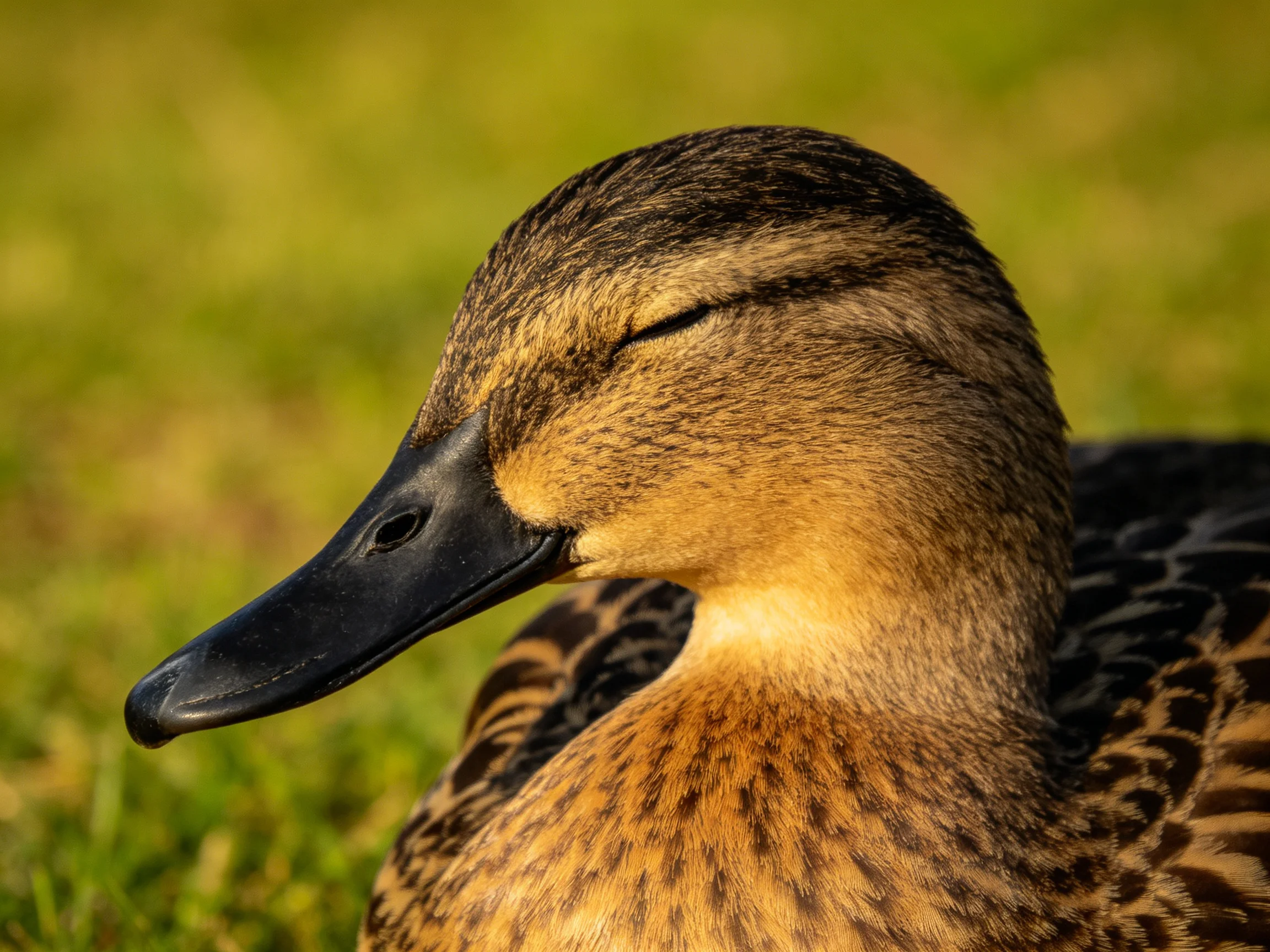 A close - up of a brown and black patterned duck resting on green grass