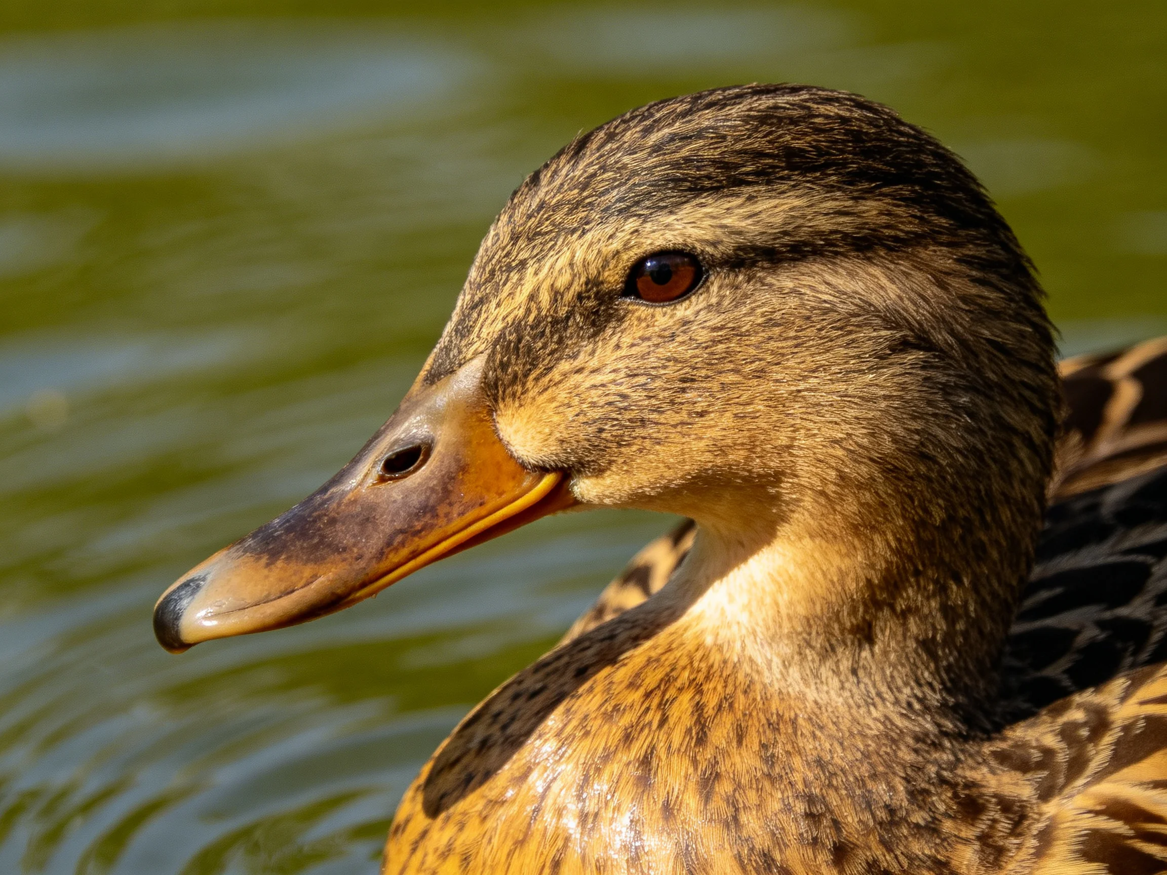 A close - up of a brown and tan duck swimming in greenish water